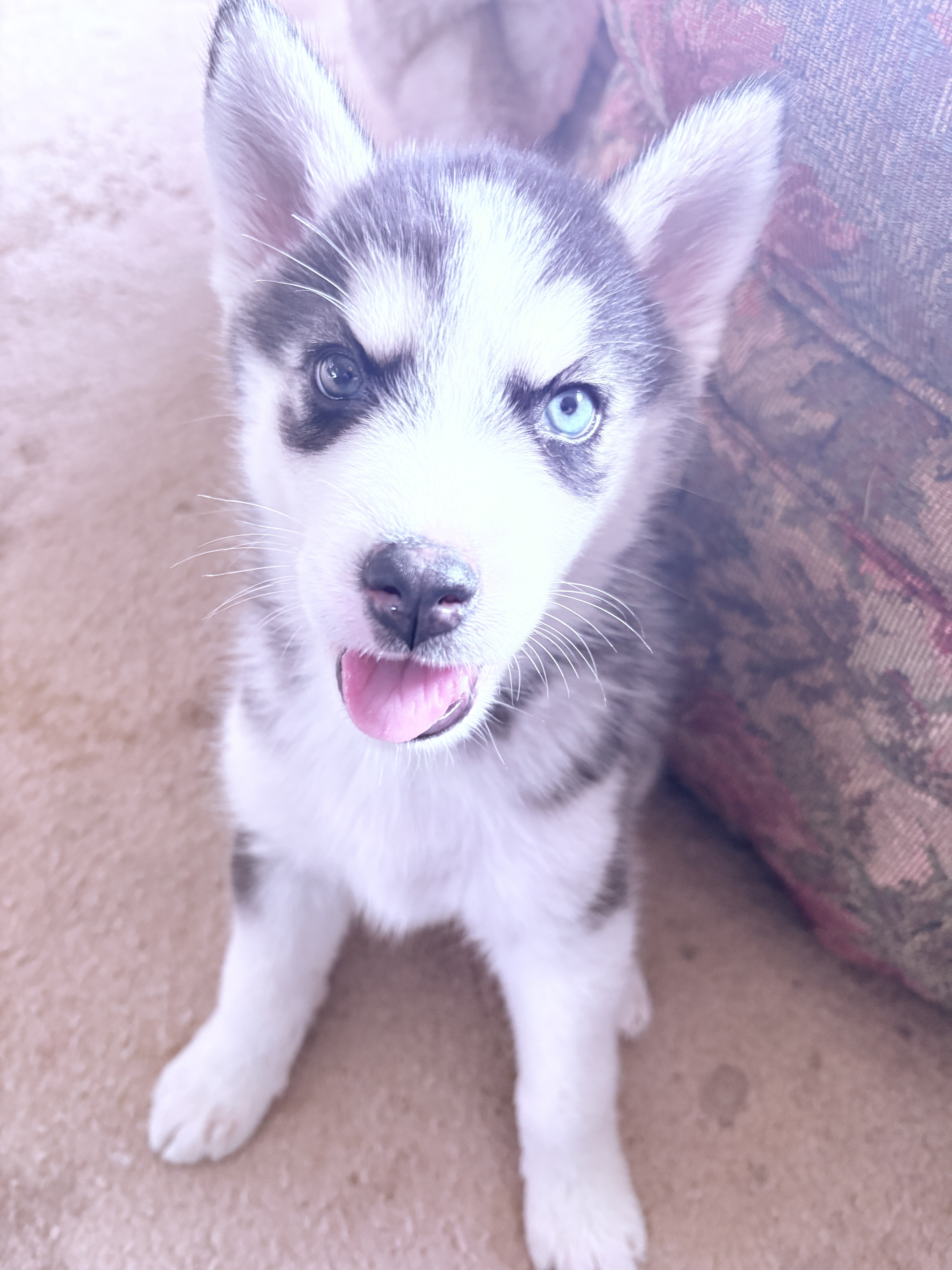 Husky/Malamute puppies image 1