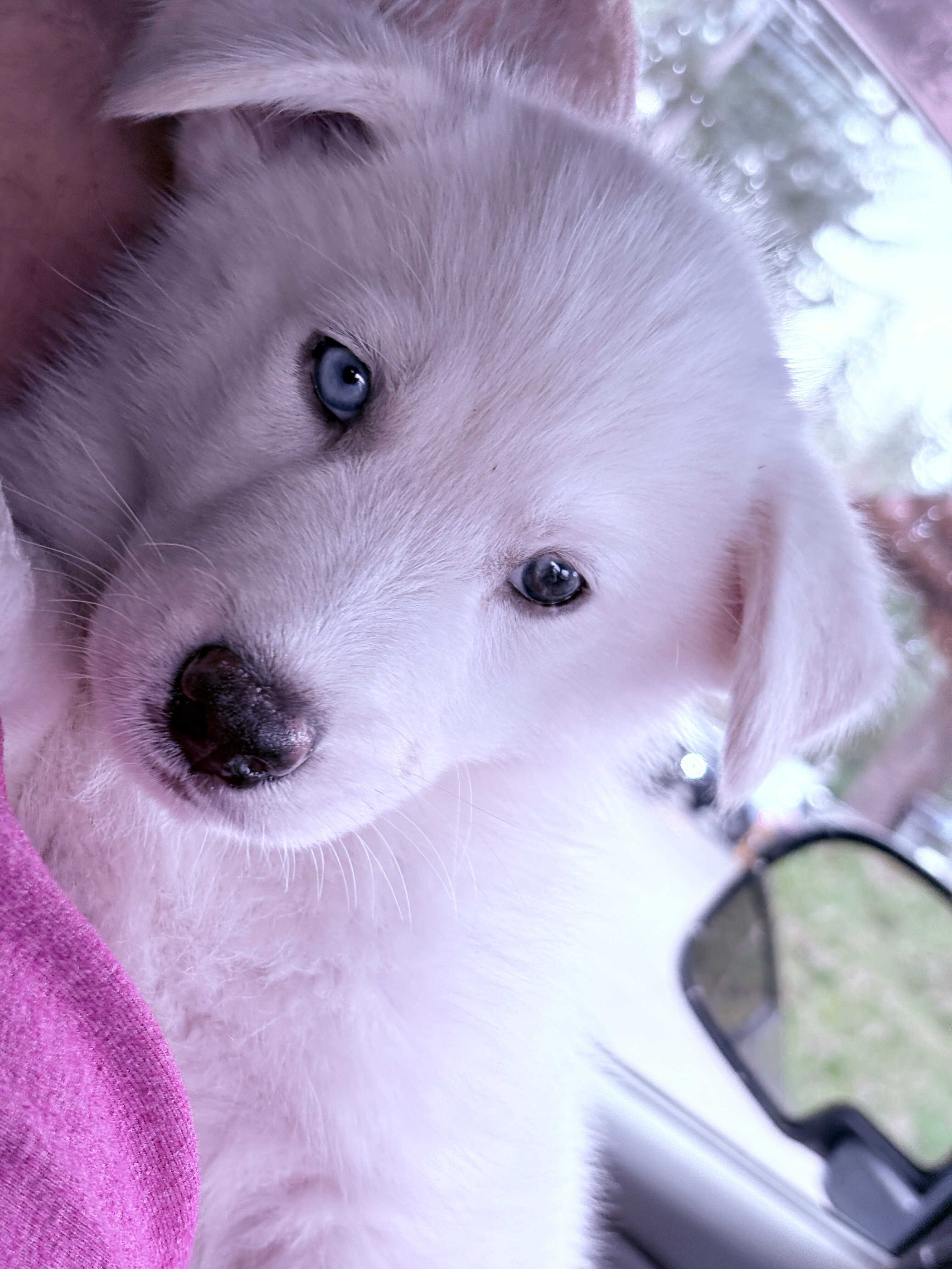 Husky/Malamute puppies image 4