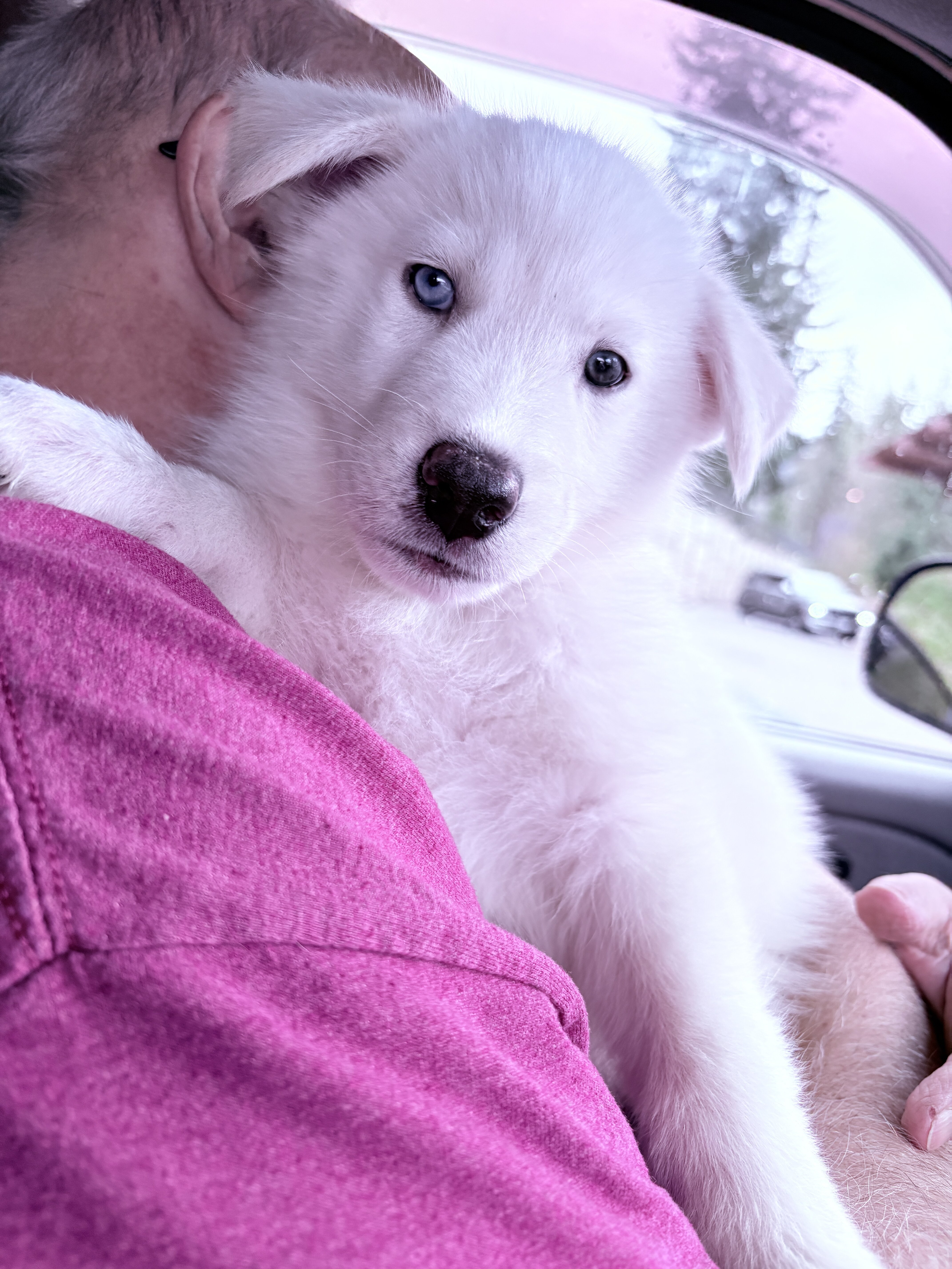 Husky/Malamute puppies image 3