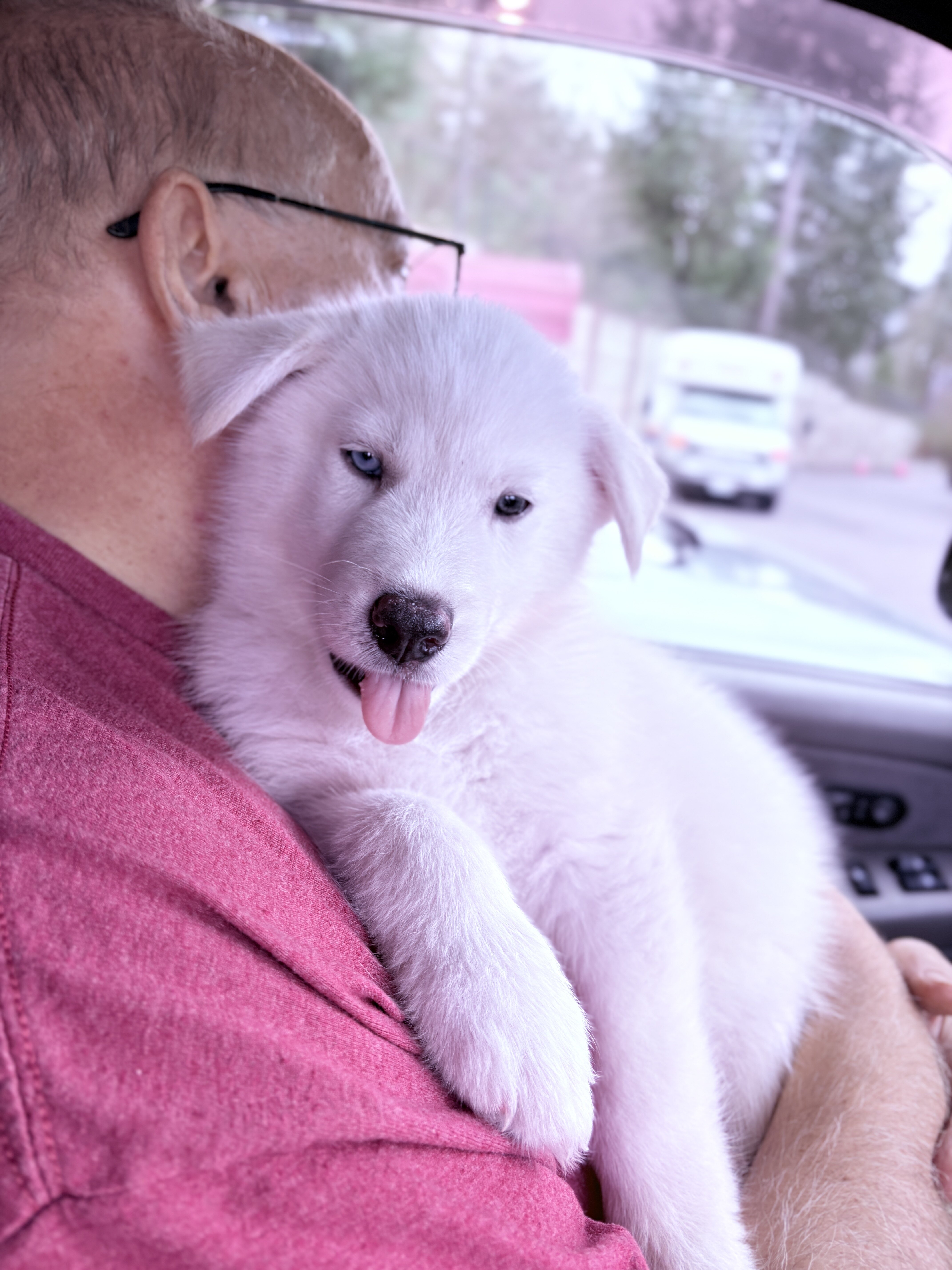Husky/Malamute puppies image 2