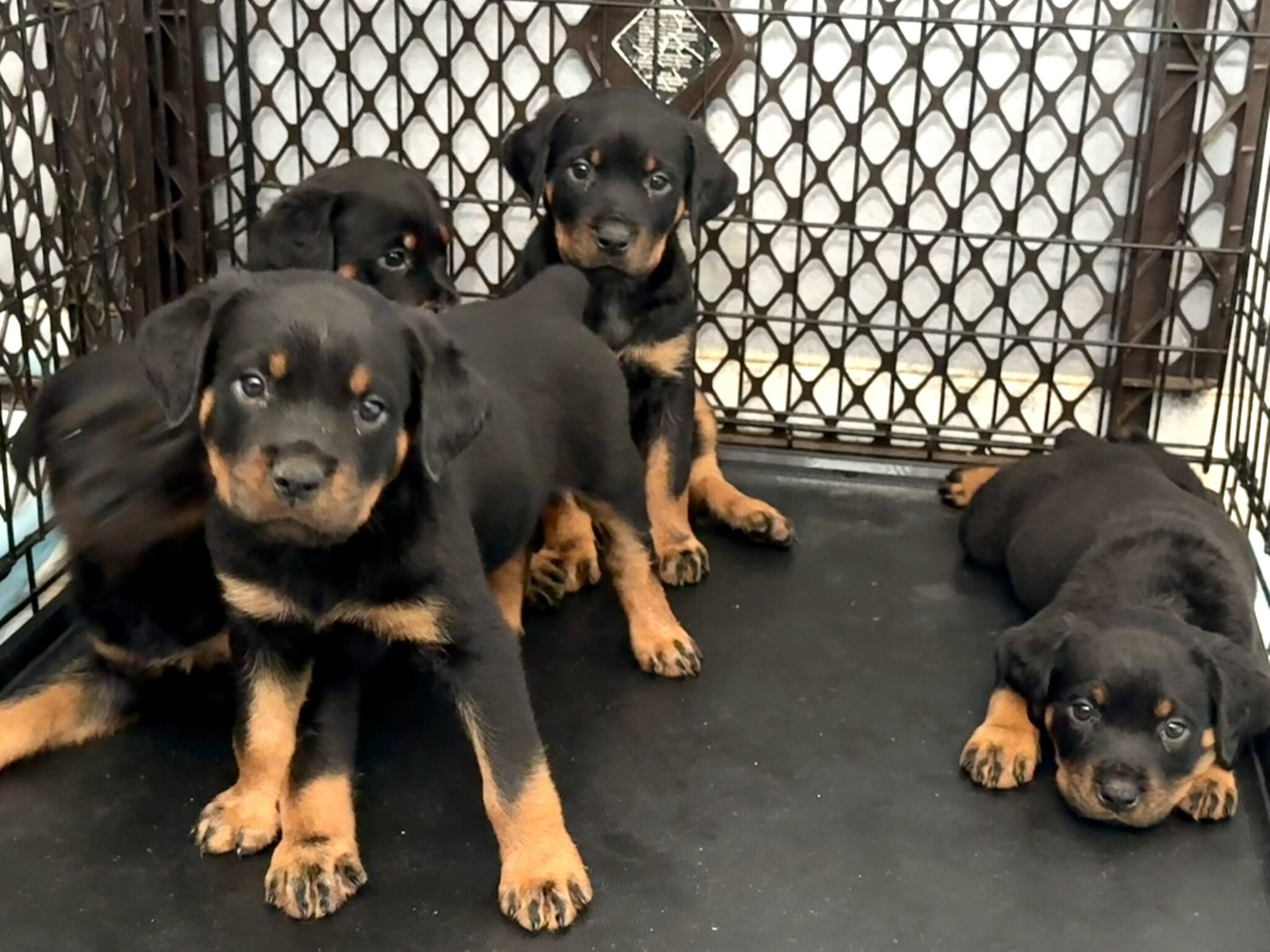 Re-homing Rottweiler Puppies image 6