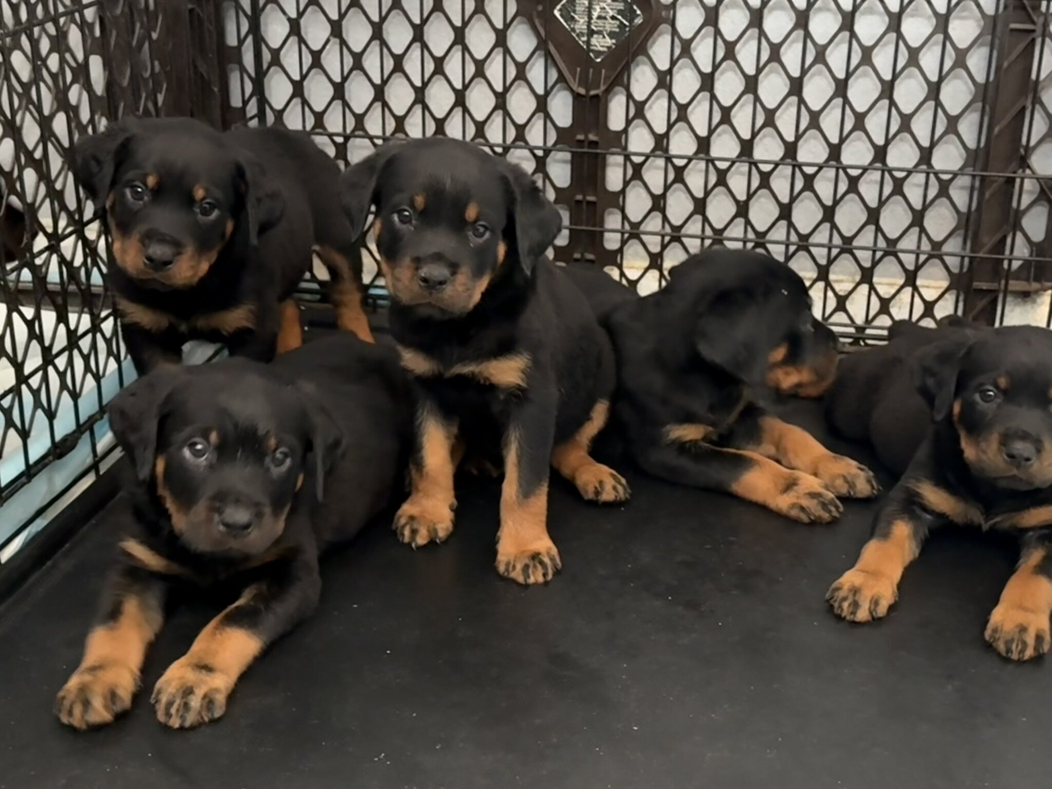 Re-homing Rottweiler Puppies image 7