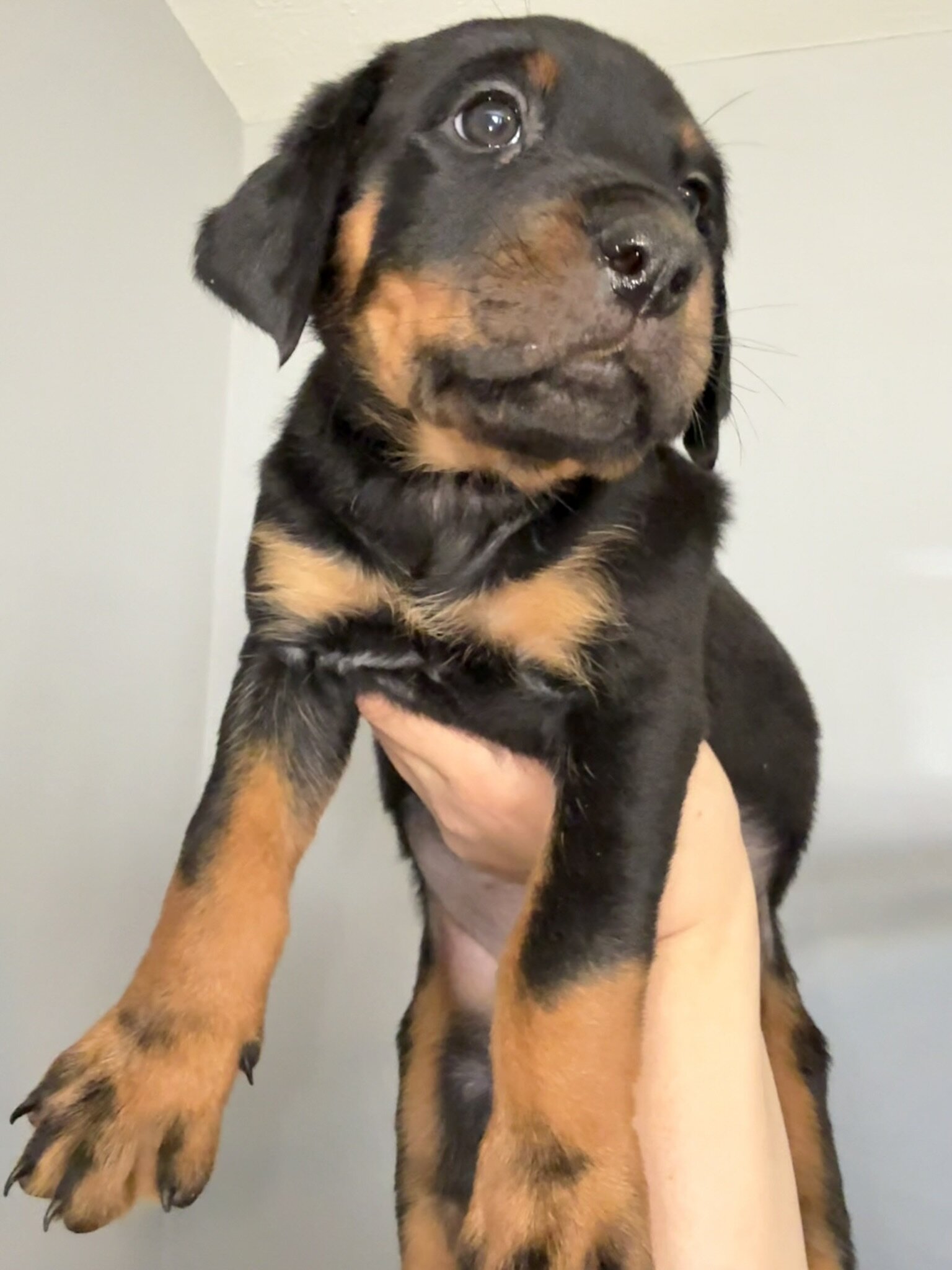Re-homing Rottweiler Puppies image 5