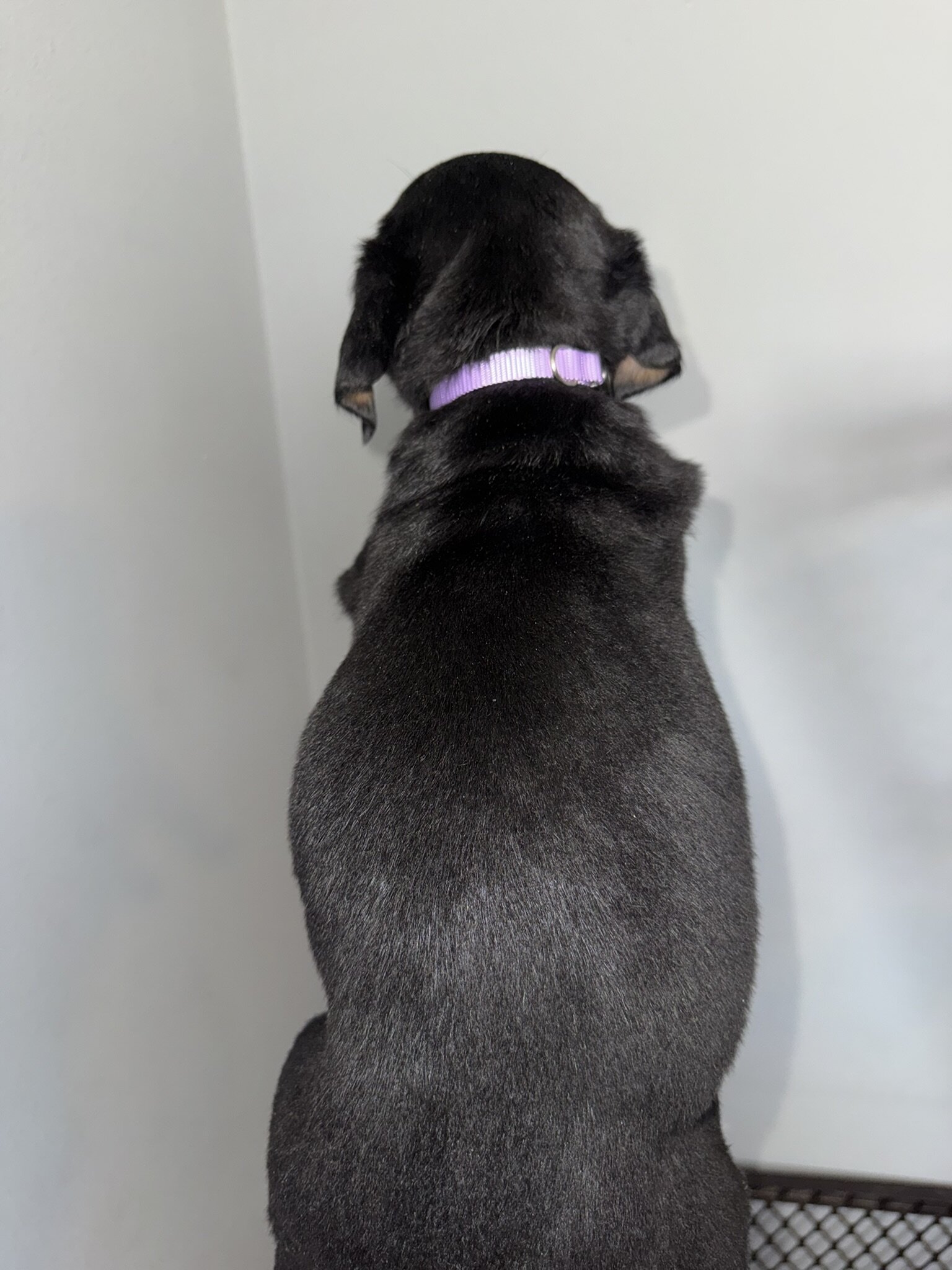 Re-homing Rottweiler Puppies image 4