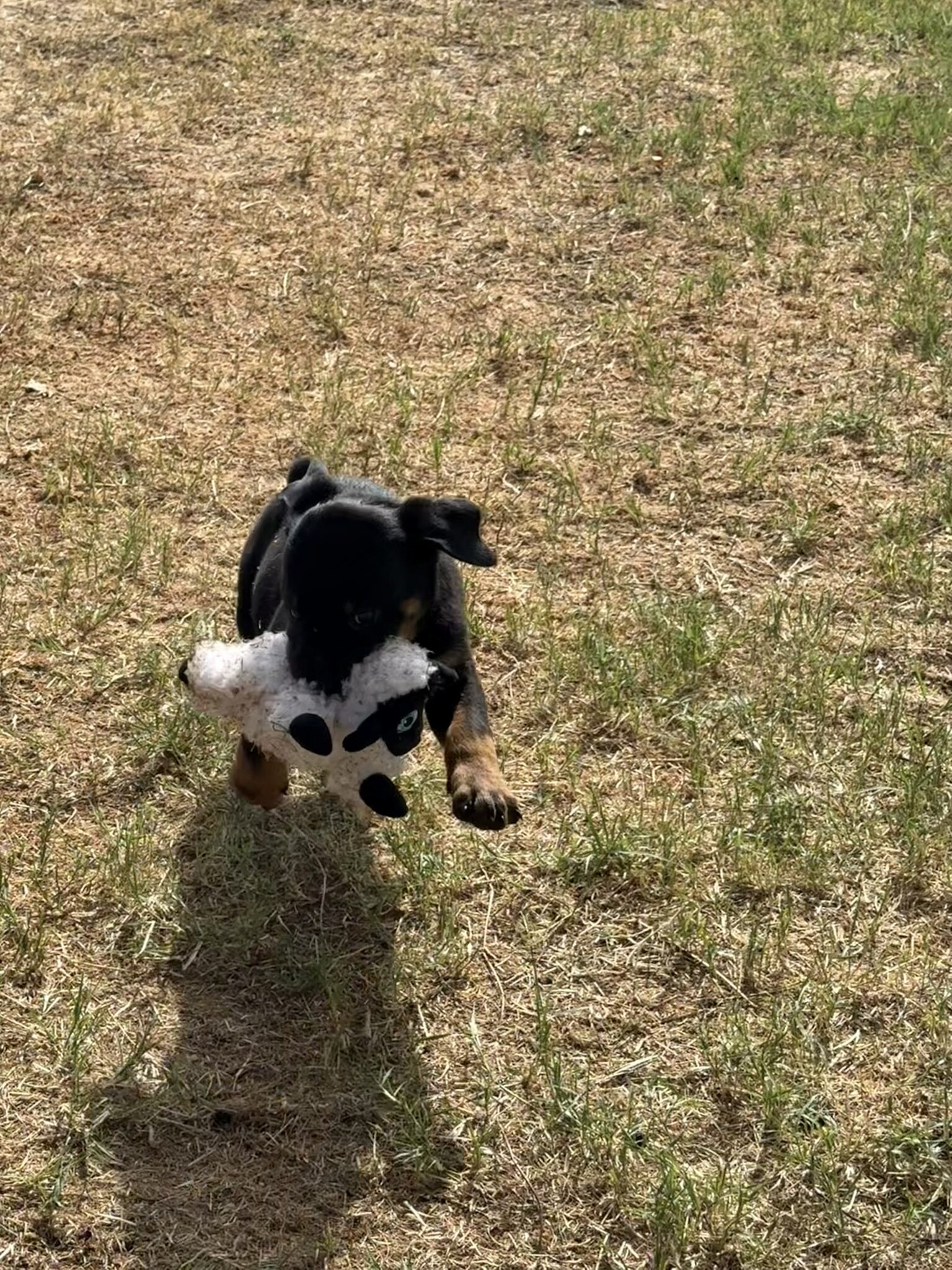 Re-homing Rottweiler Puppies image 1
