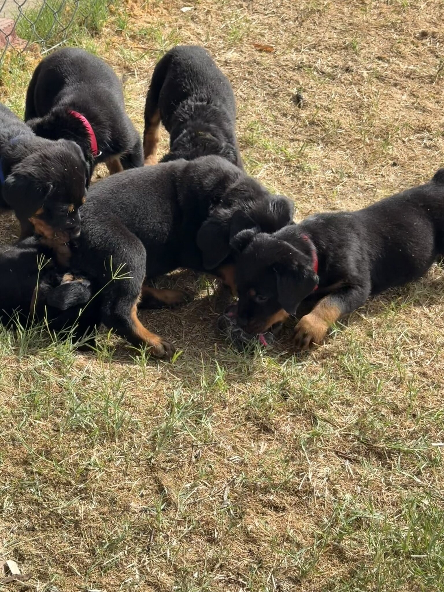 Re-homing Rottweiler Puppies image 9