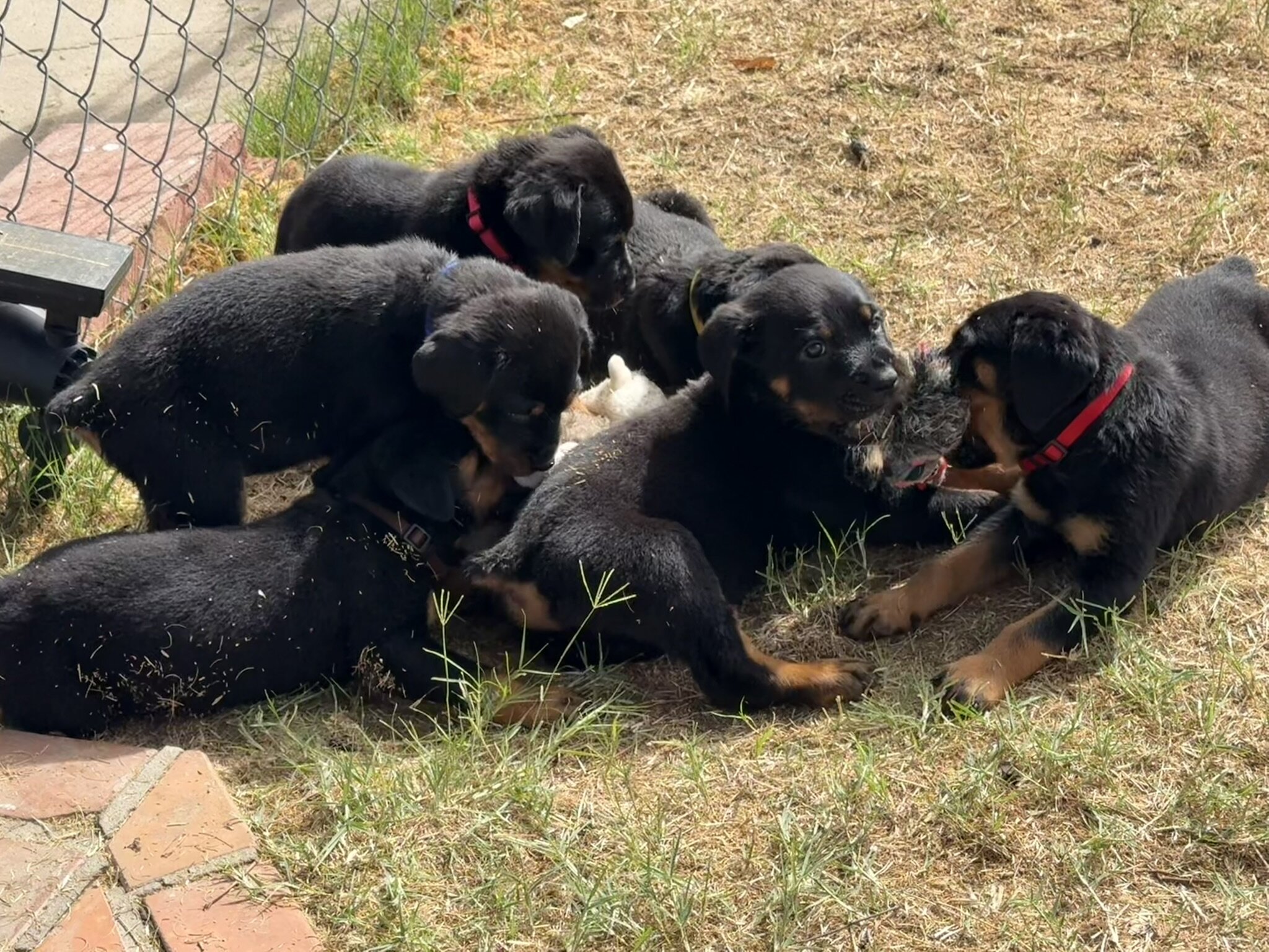 Re-homing Rottweiler Puppies image 10