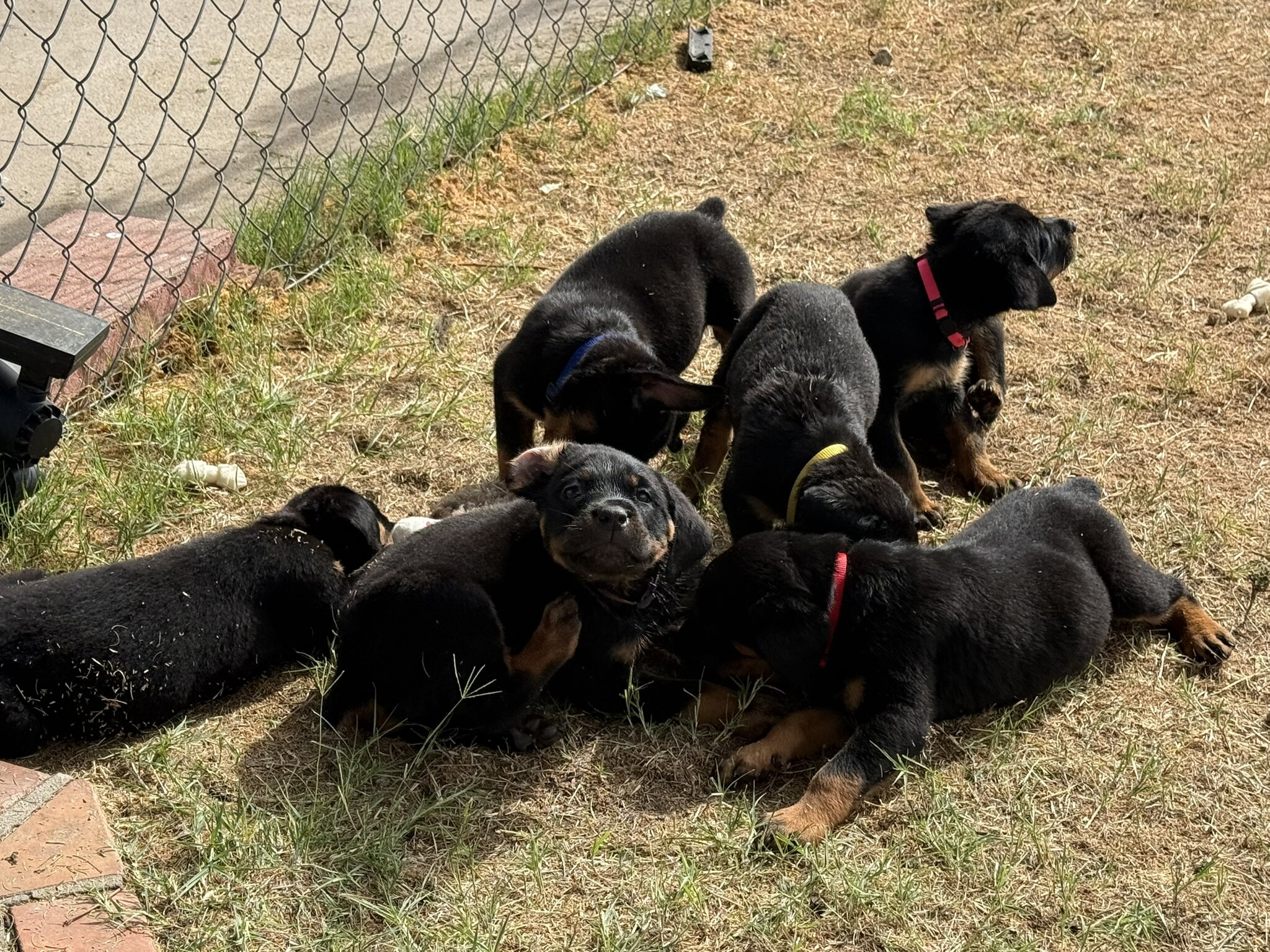 Re-homing Rottweiler Puppies image 8