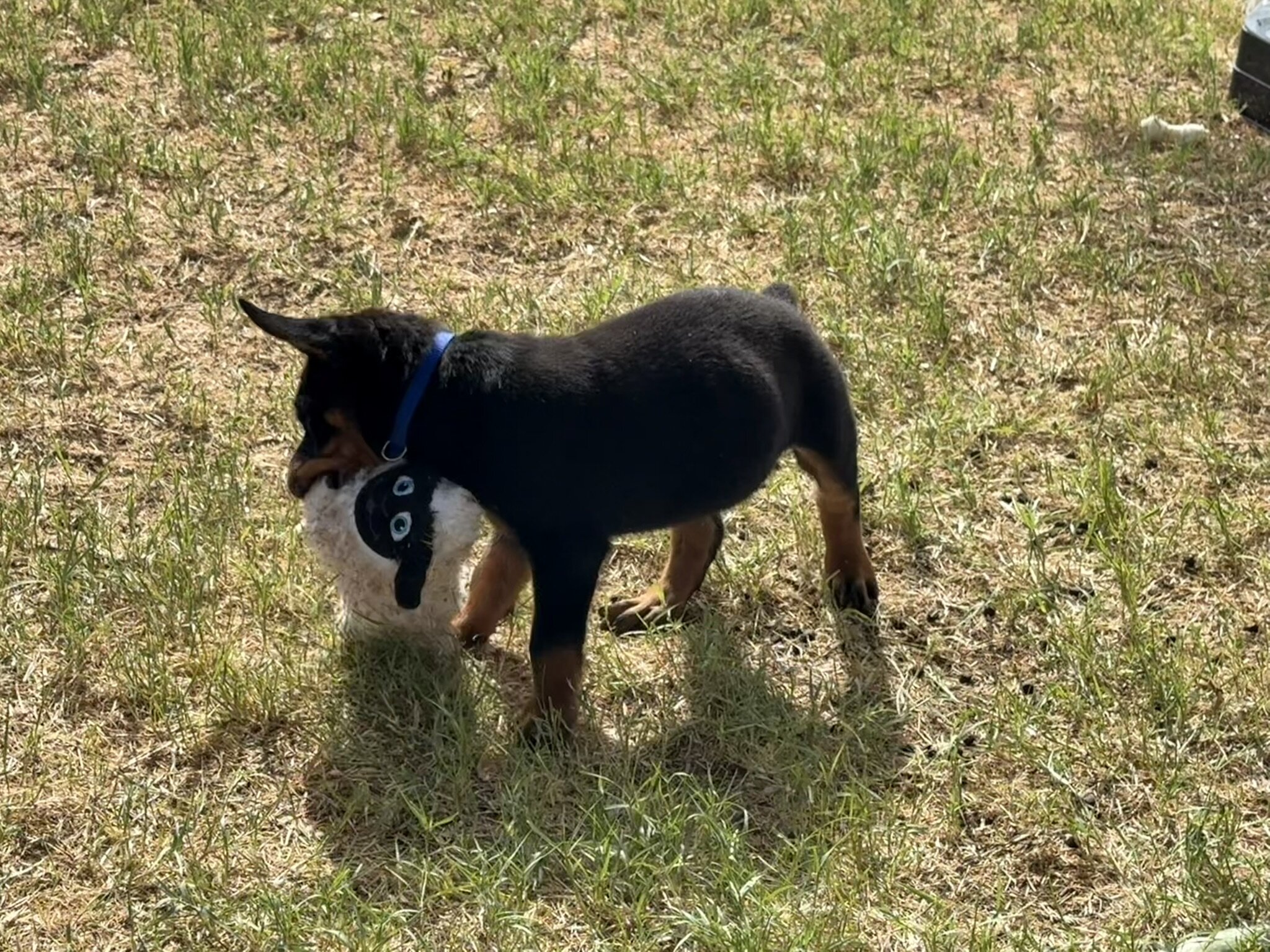 Re-homing Rottweiler Puppies image 2