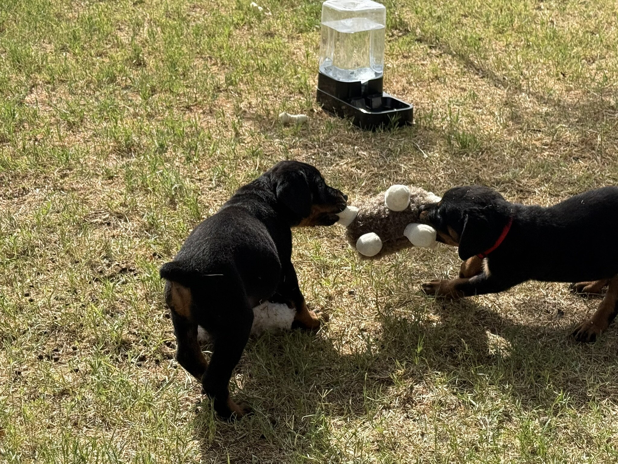 Re-homing Rottweiler Puppies image 3