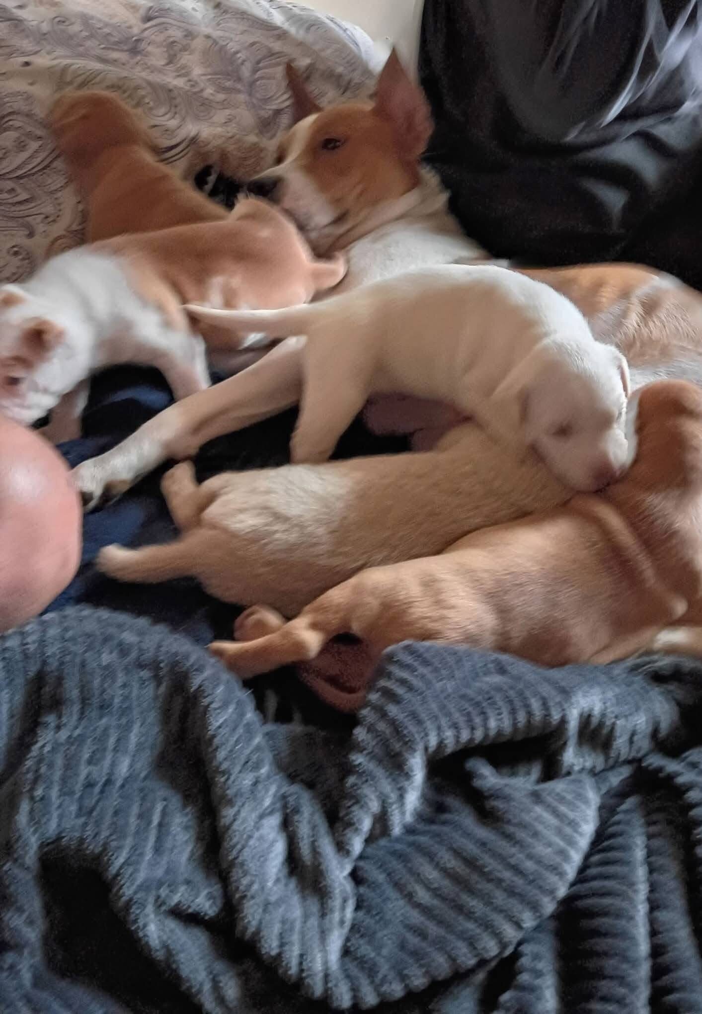 Red nose Puppies image 1