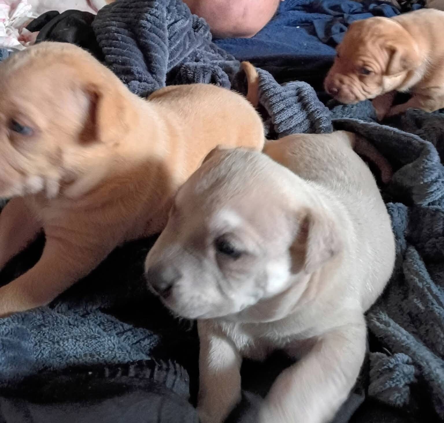 Red nose Puppies image 2