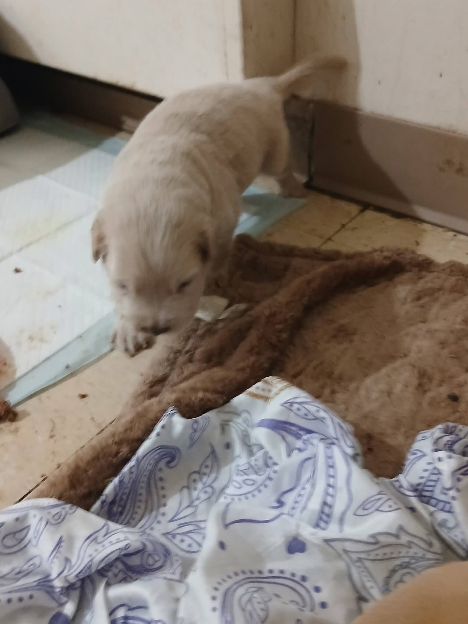 Red nose Puppies image 5