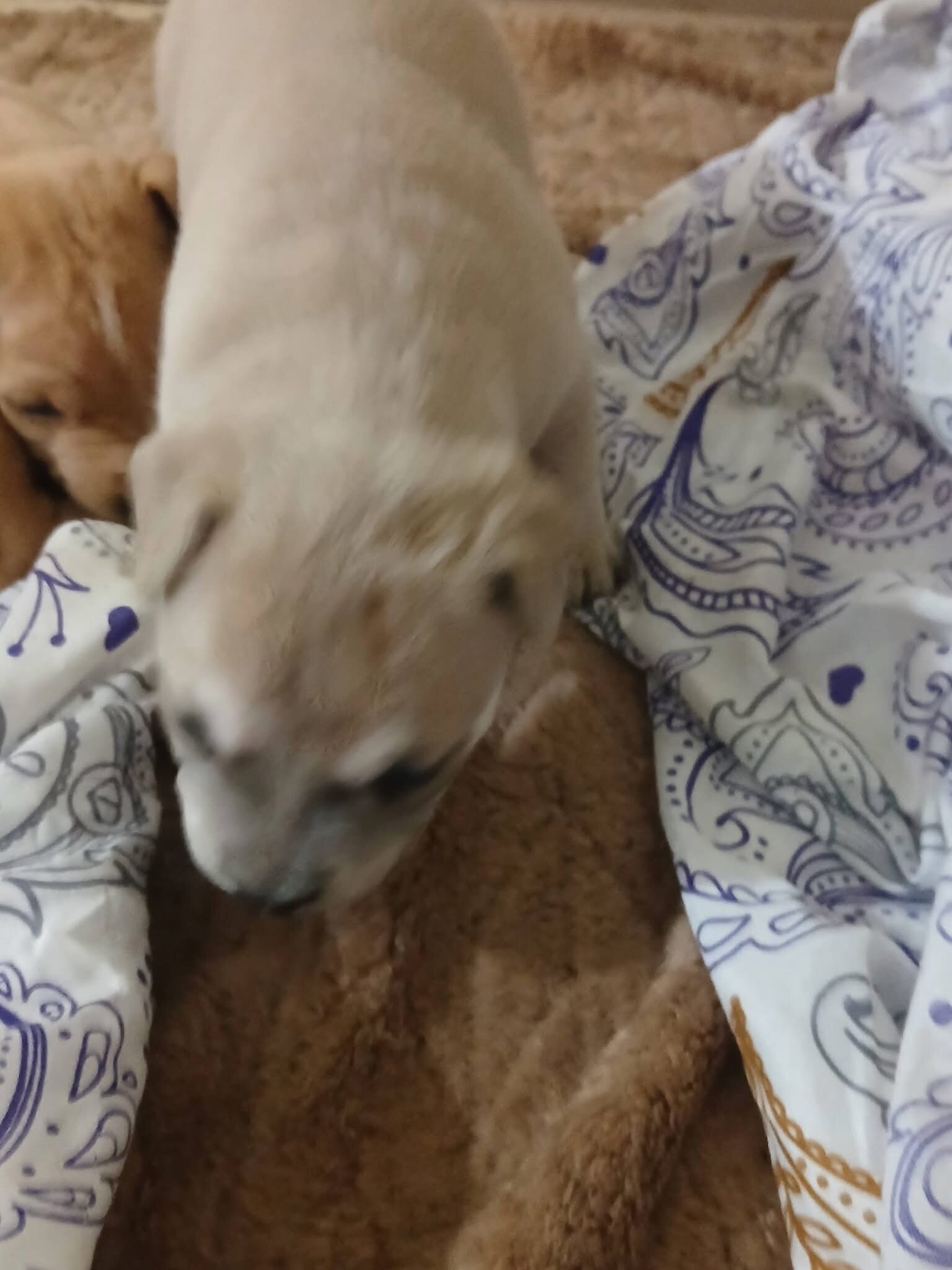 Red nose Puppies image 3