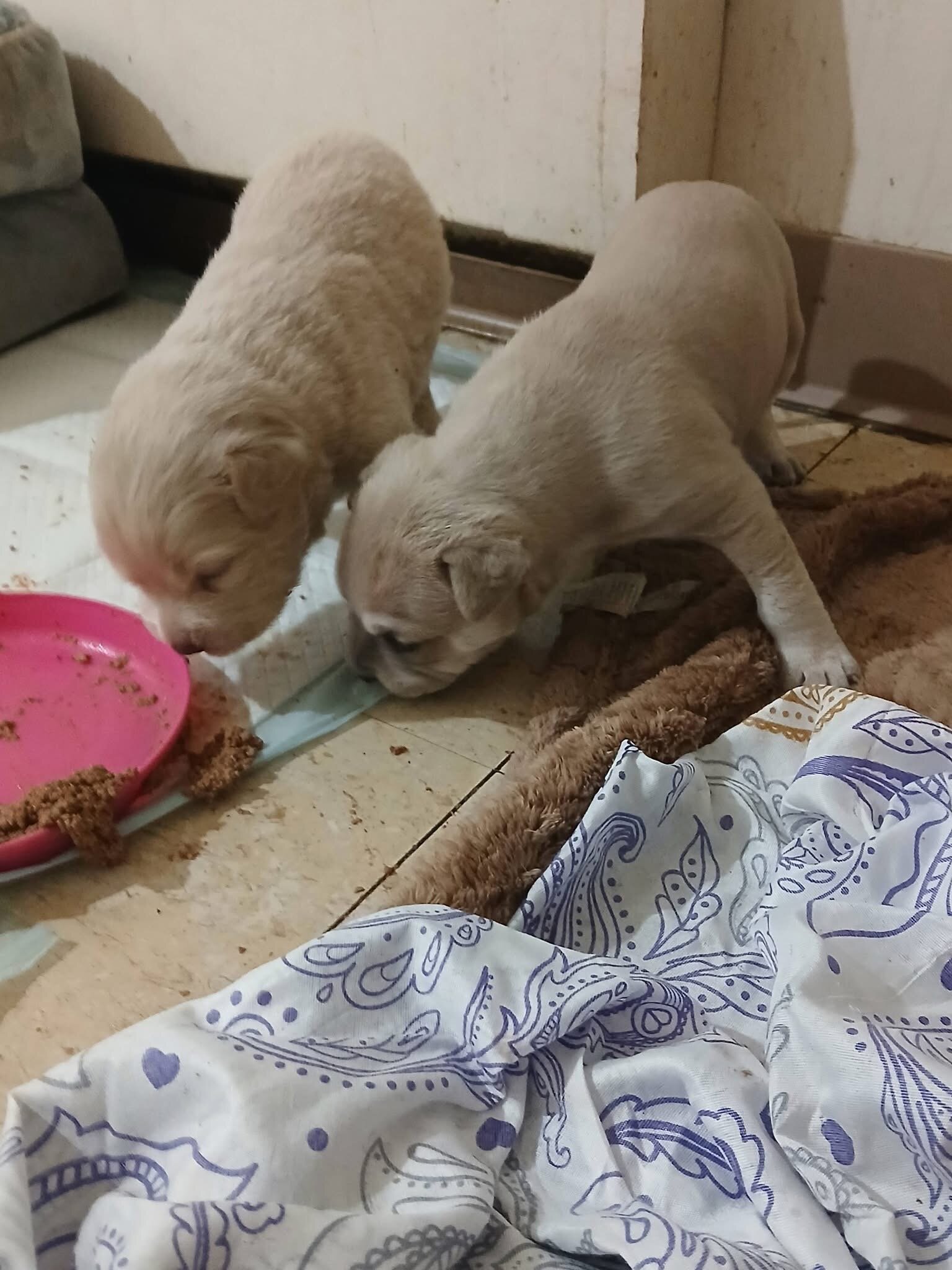 Red nose Puppies image 4