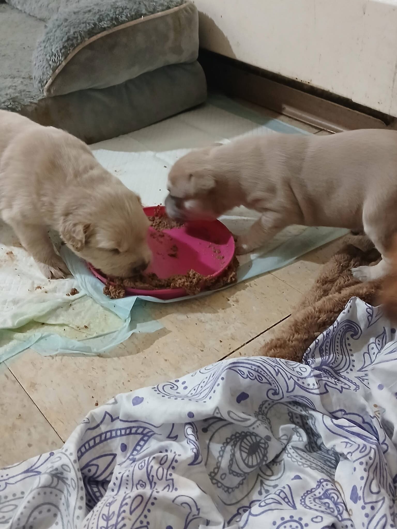 Red nose Puppies image 8
