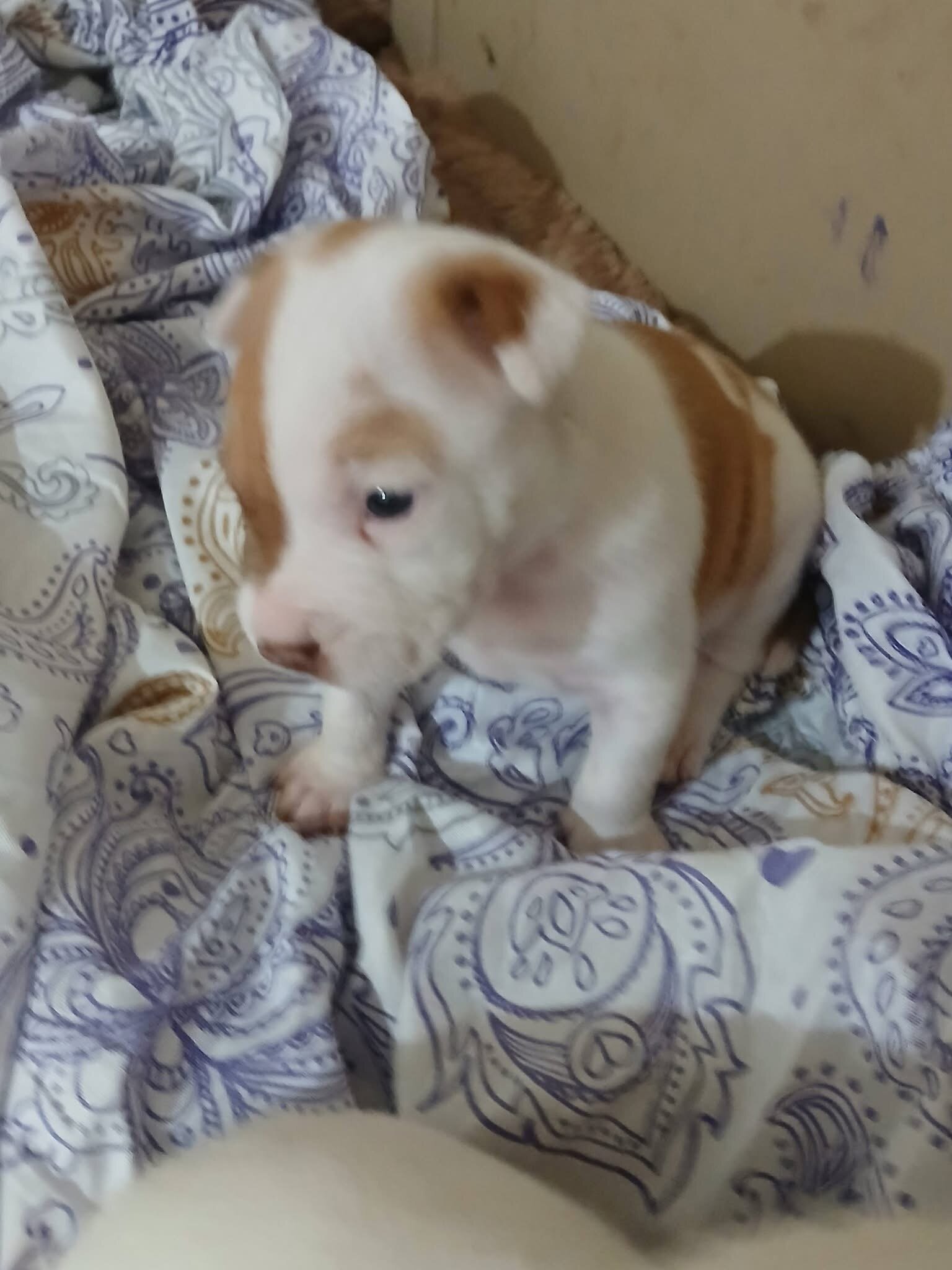 Red nose Puppies image 7