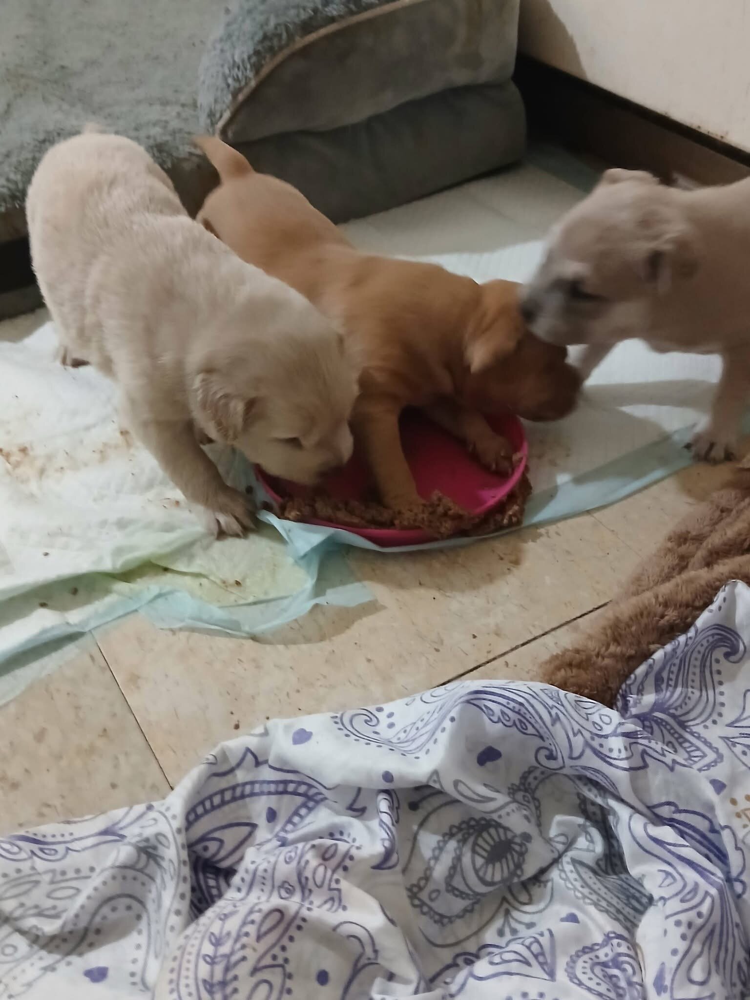 Red nose Puppies image 6
