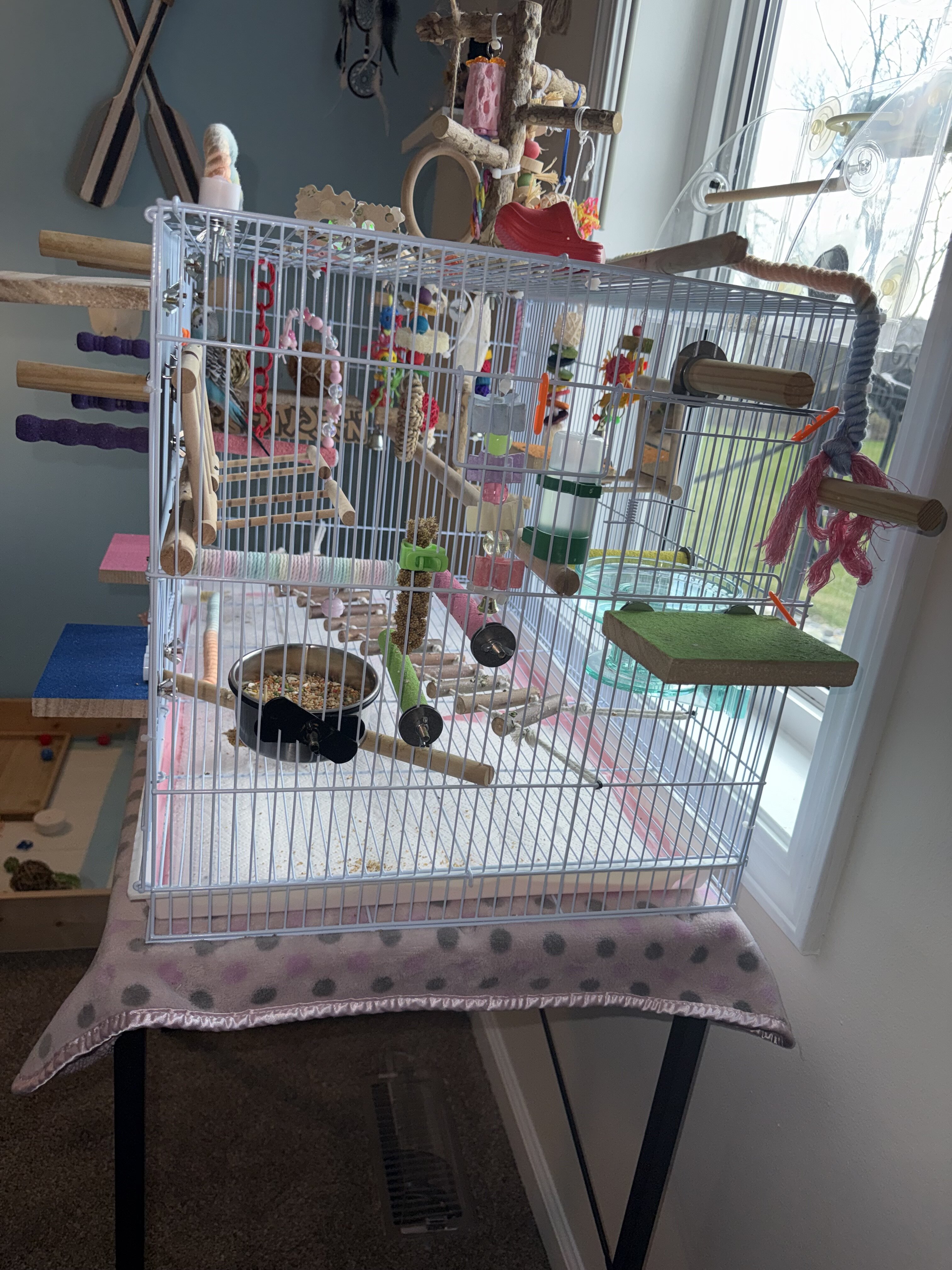 Parakeet with Cage and Toys image 8