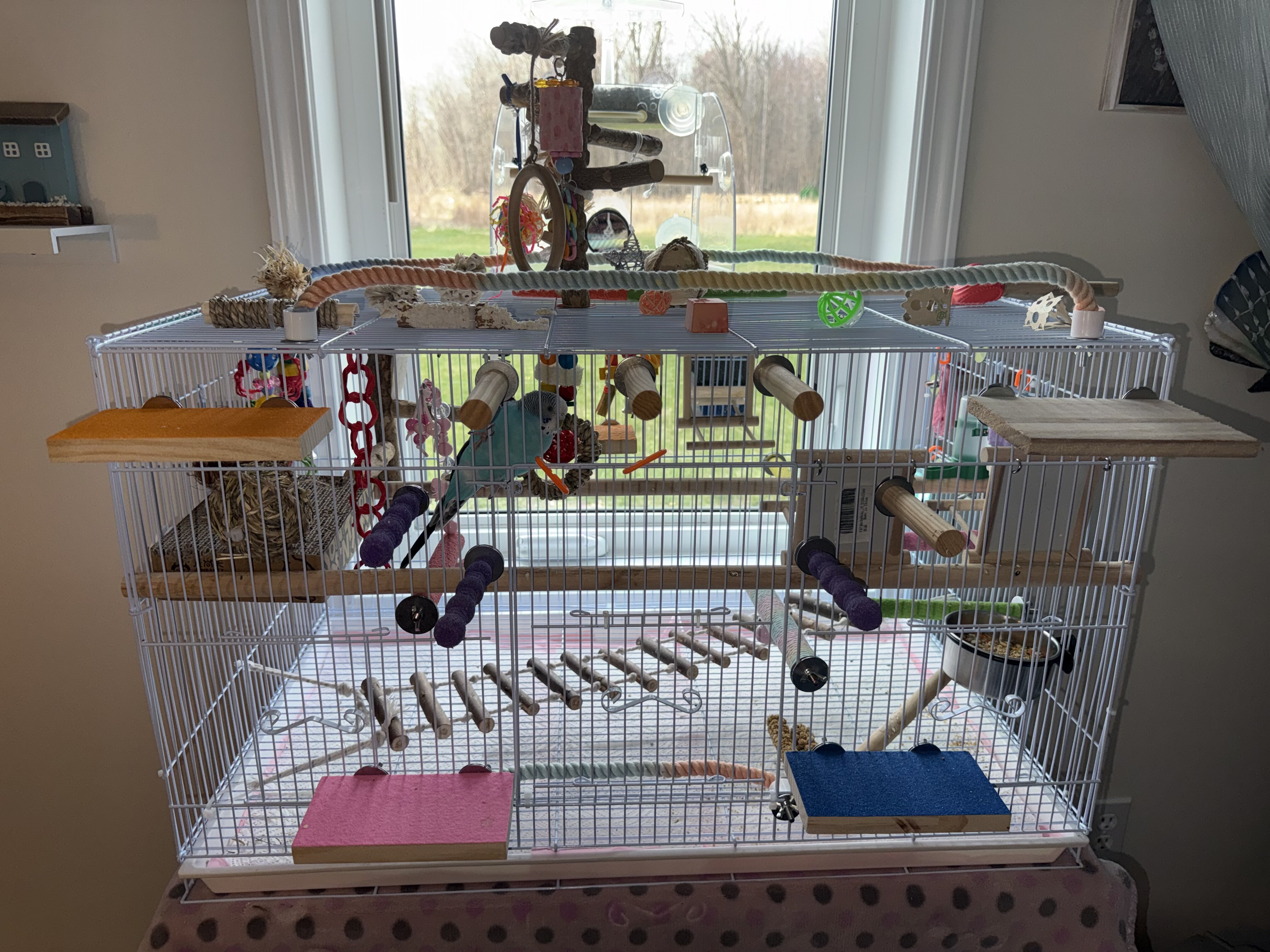 Parakeet with Cage and Toys image 3