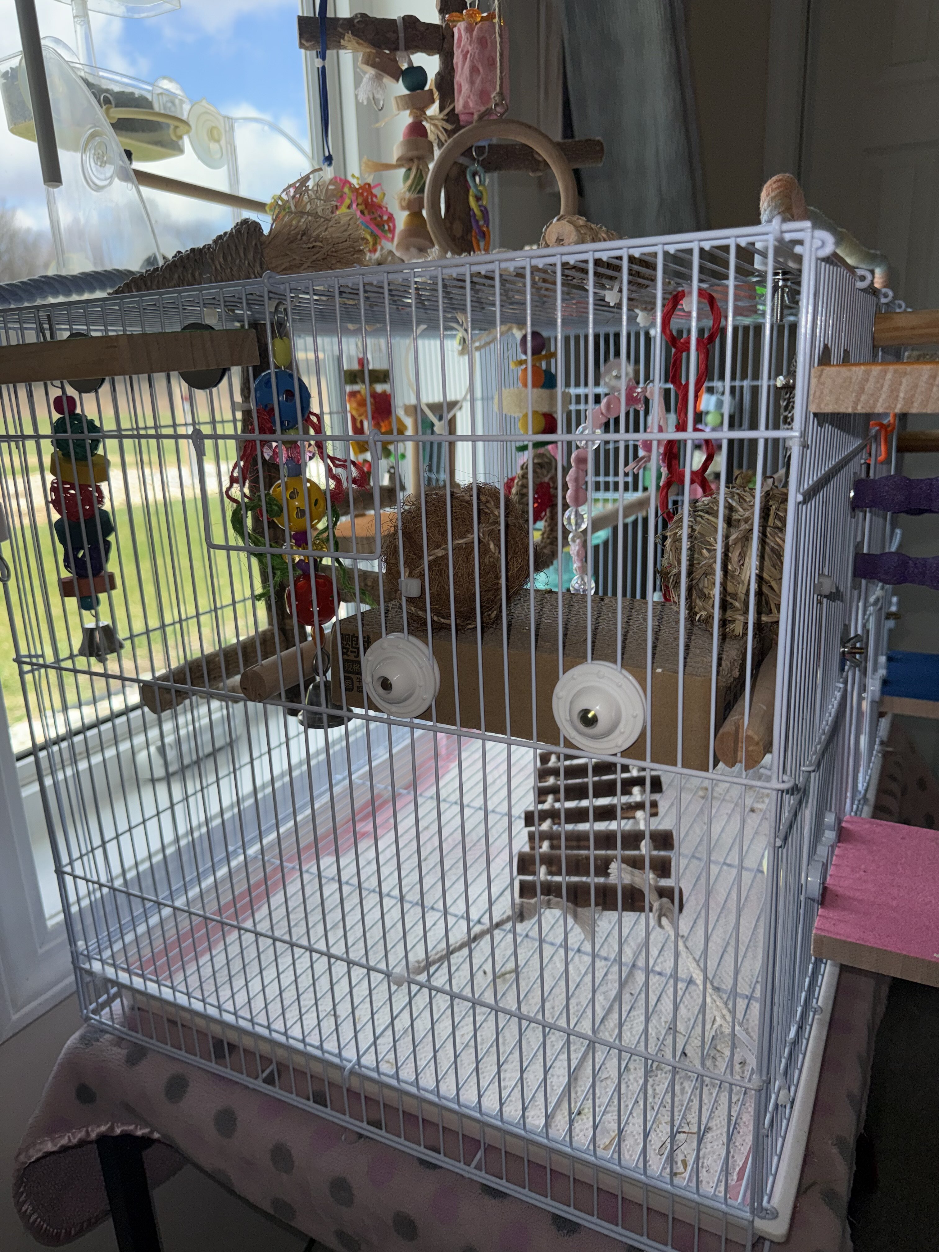 Parakeet with Cage and Toys image 6