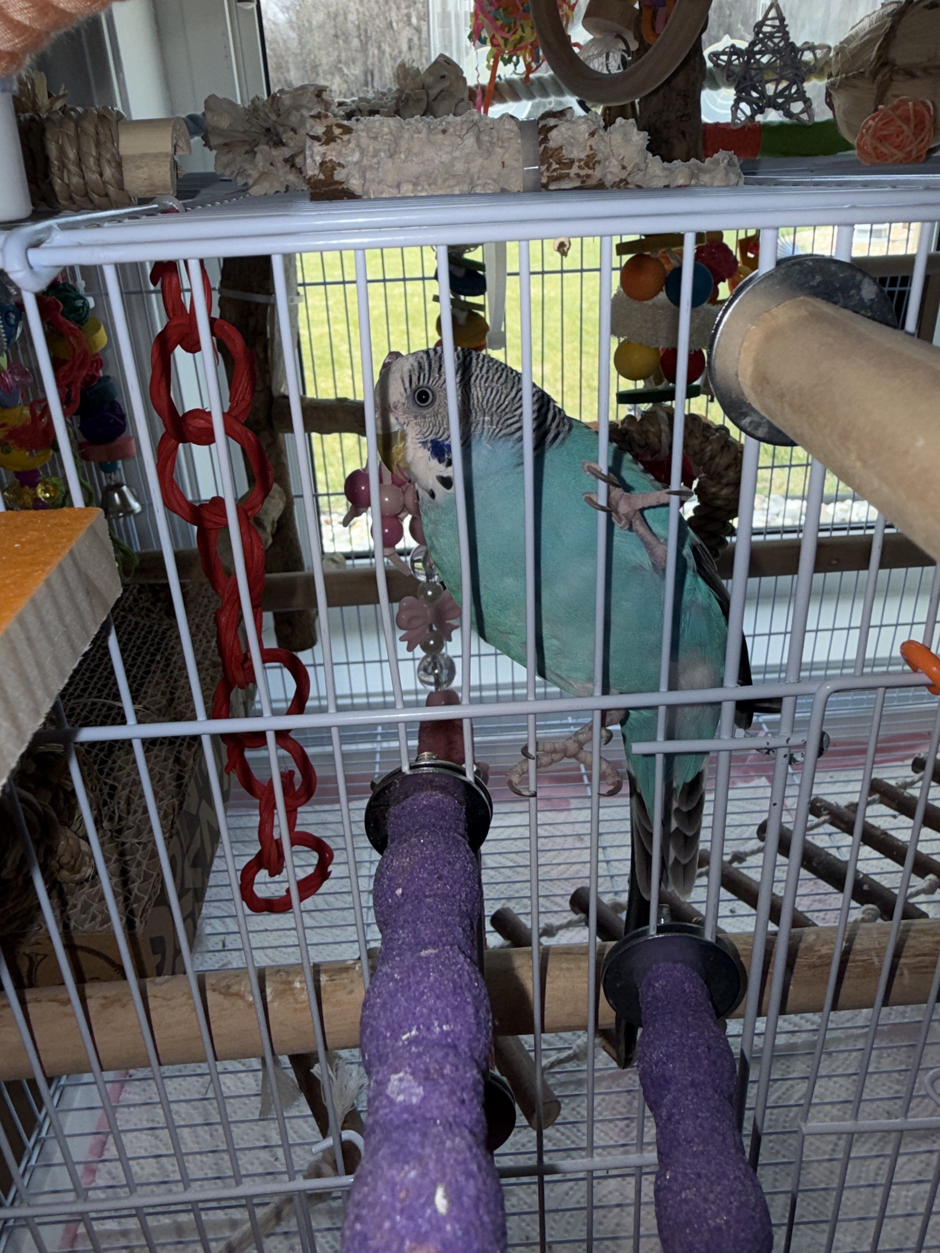 Parakeet with Cage and Toys image 7
