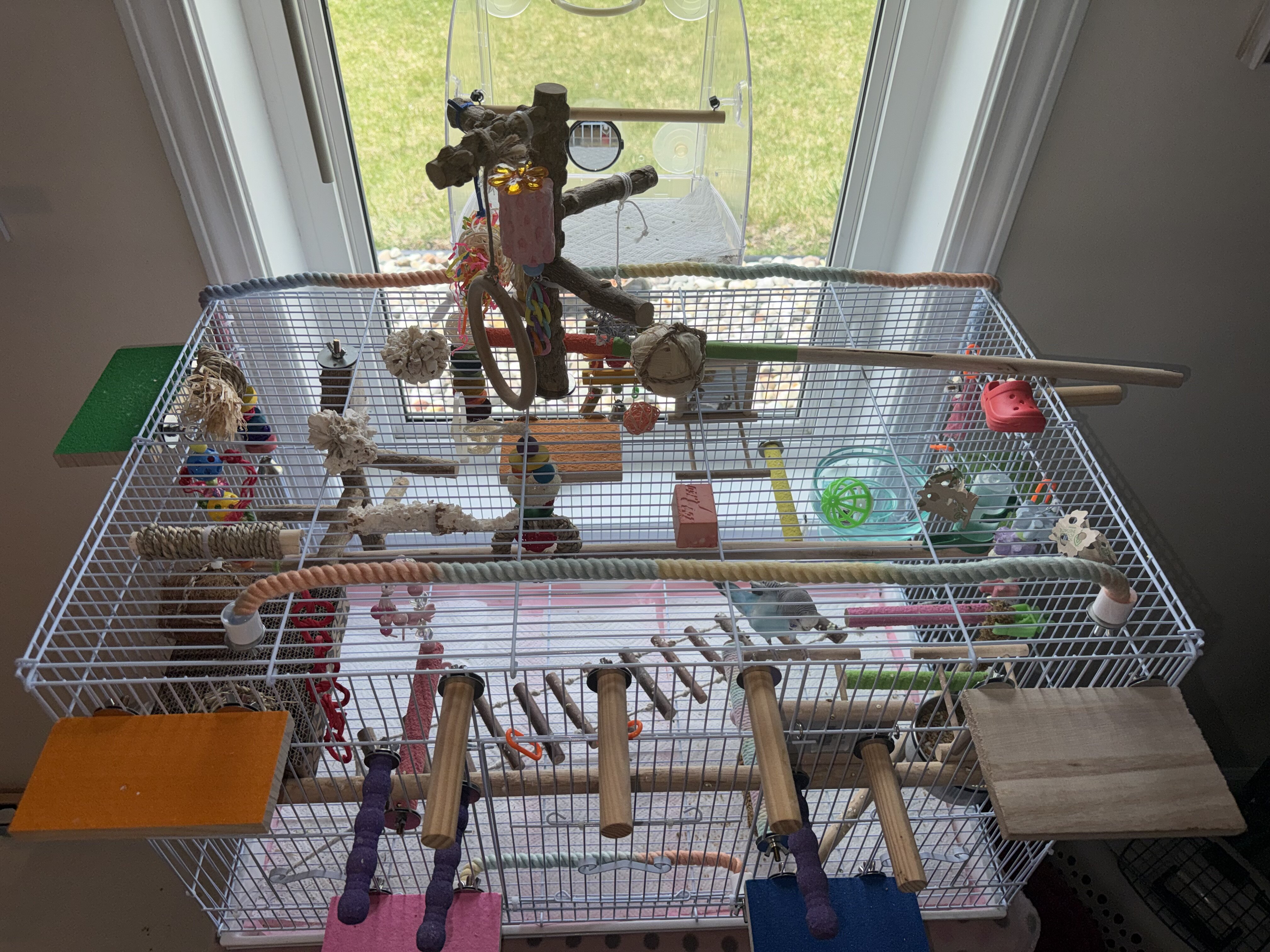 Parakeet with Cage and Toys image 4