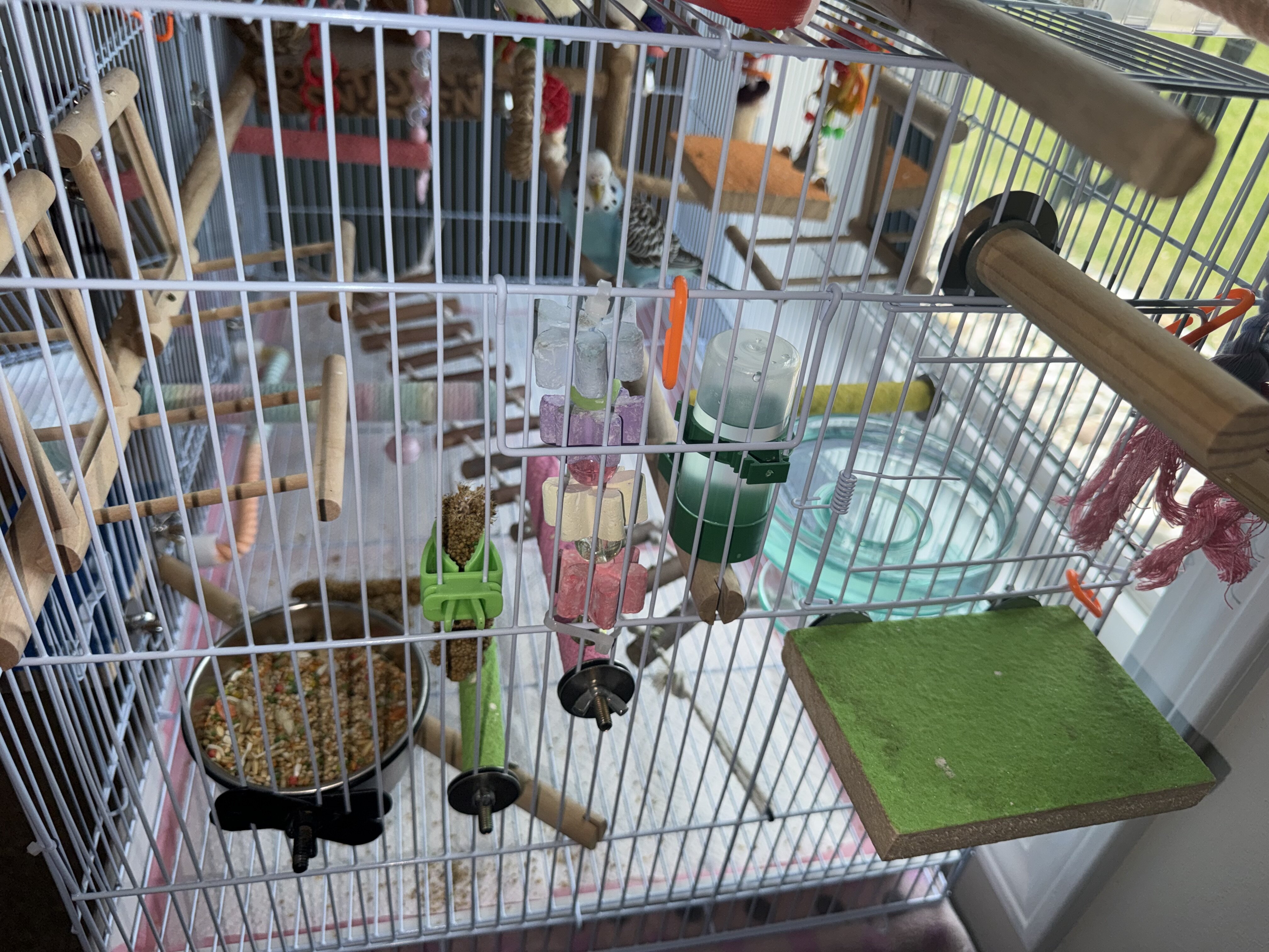 Parakeet with Cage and Toys image 5
