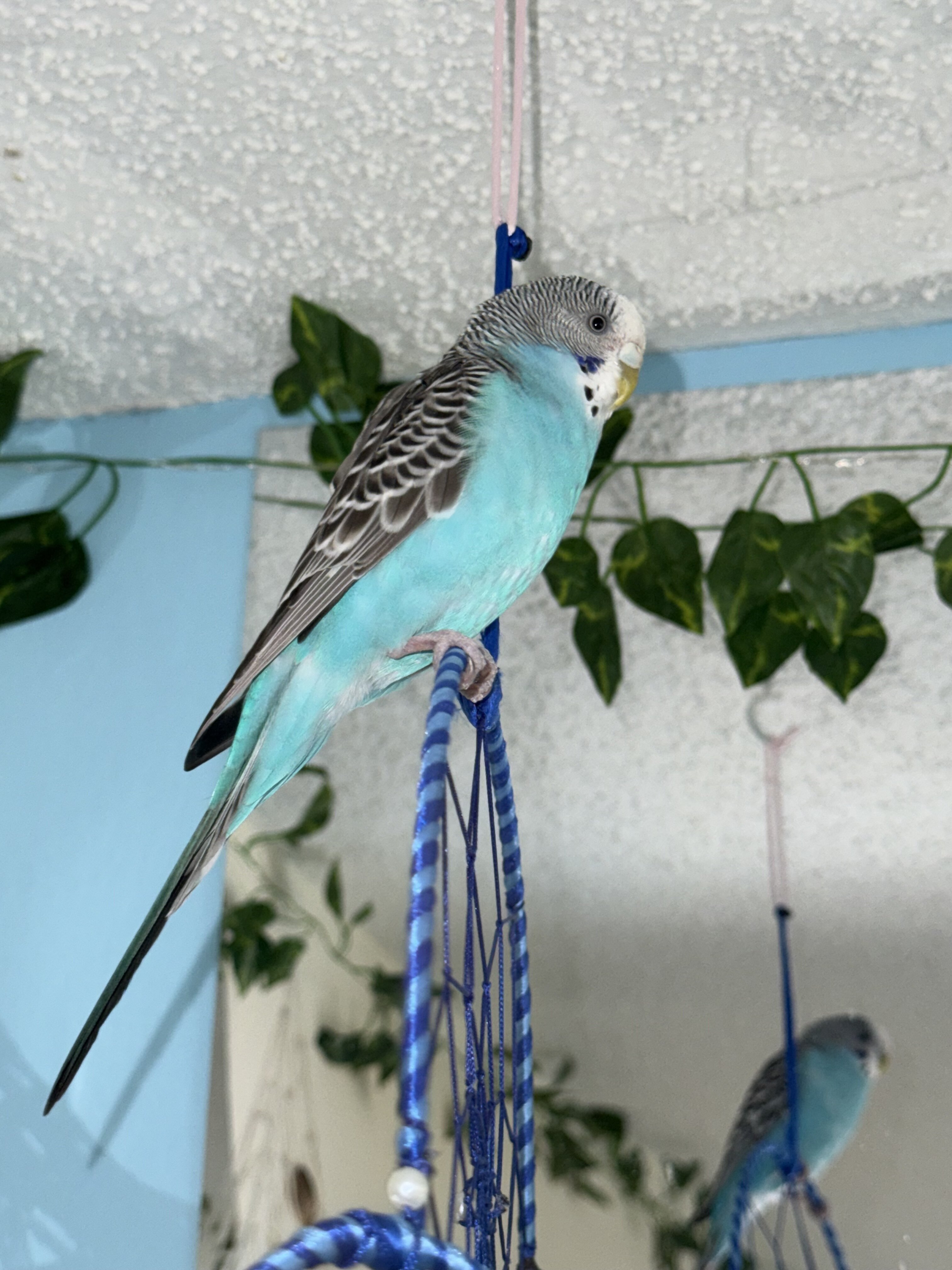 Parakeet with Cage and Toys image 1