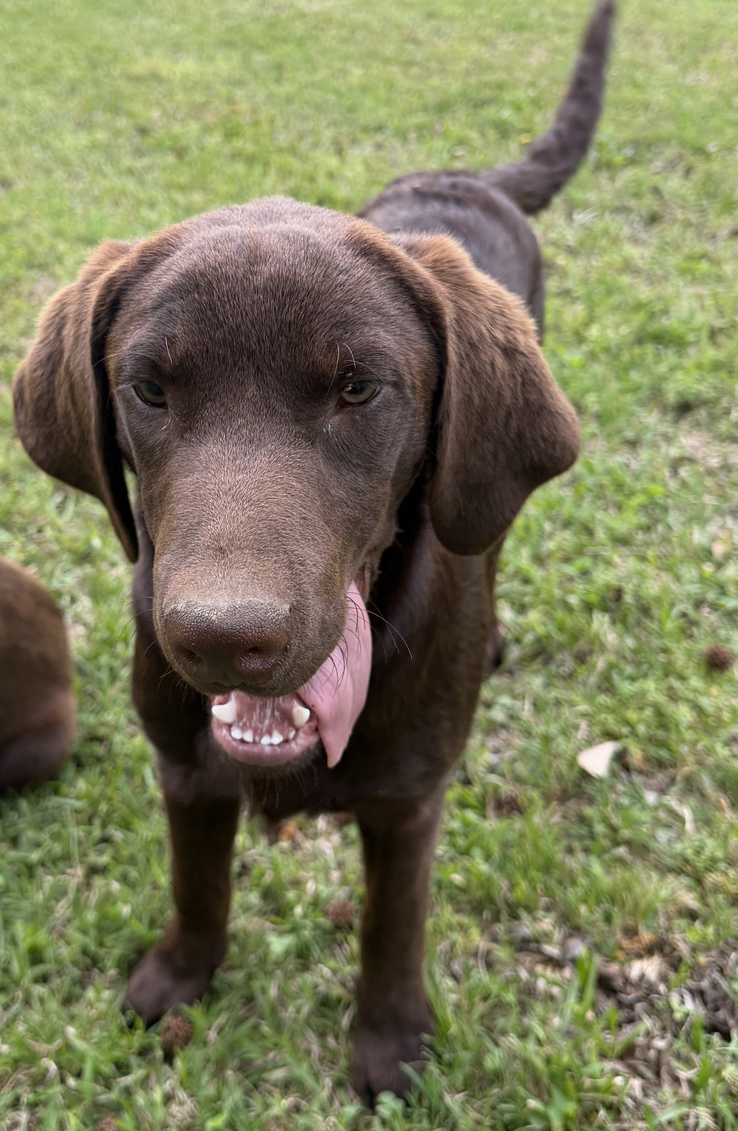 Chocolate lab puppies image 1