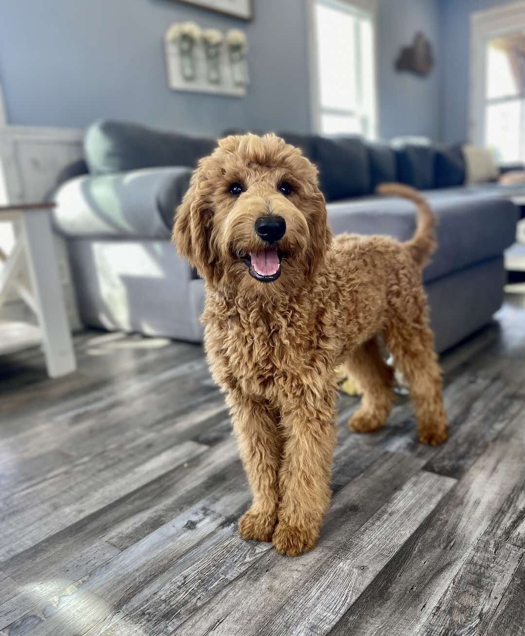Lola Goldendoodles need a new home image 5