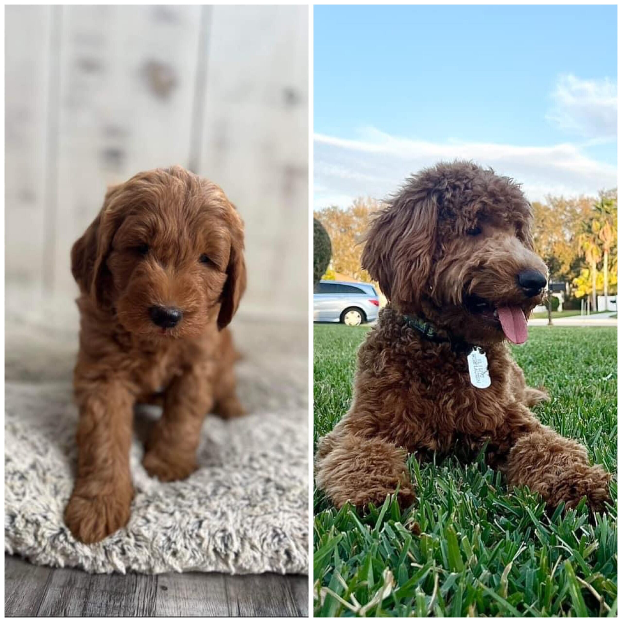 Lola Goldendoodles need a new home image 2