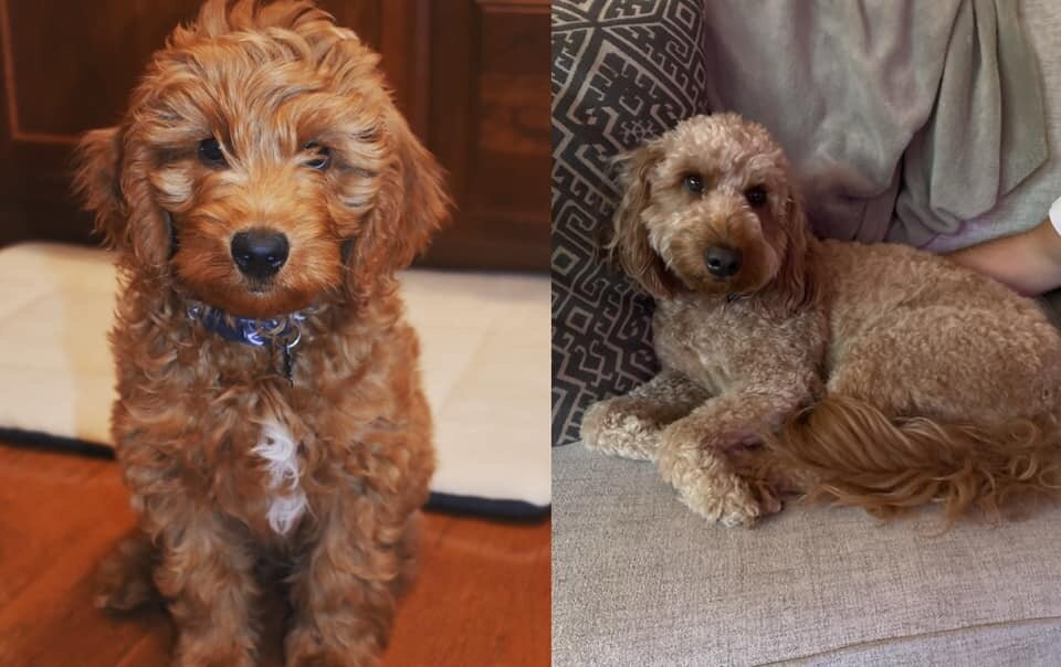 Lola Goldendoodles need a new home image 1