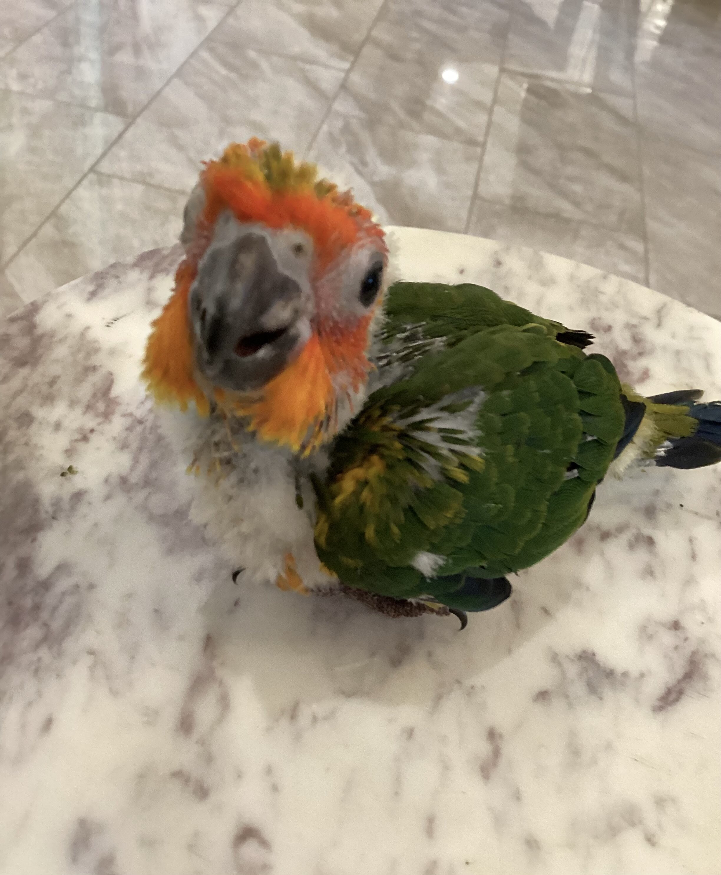 Baby sun conure image 7