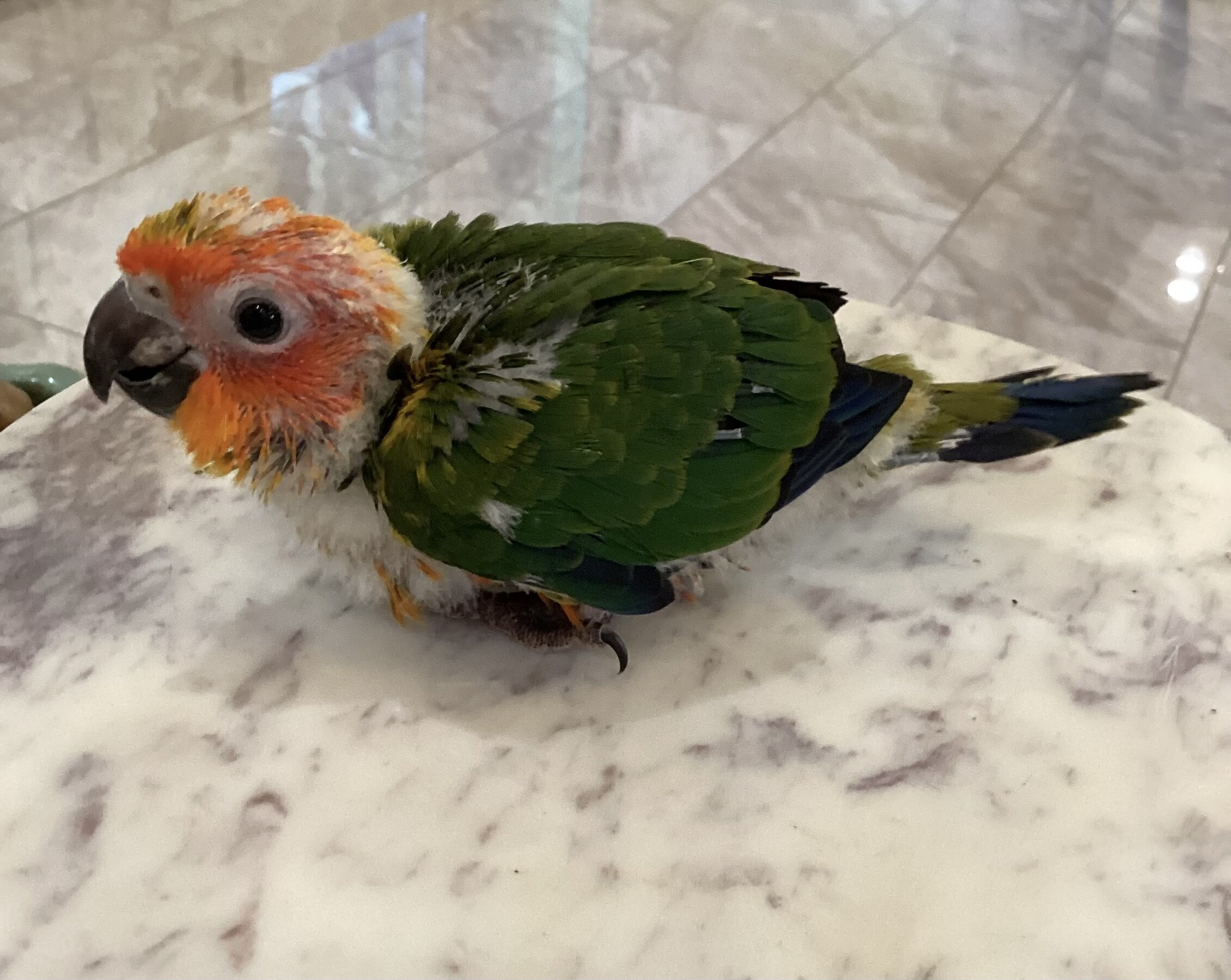 Baby sun conure image 2