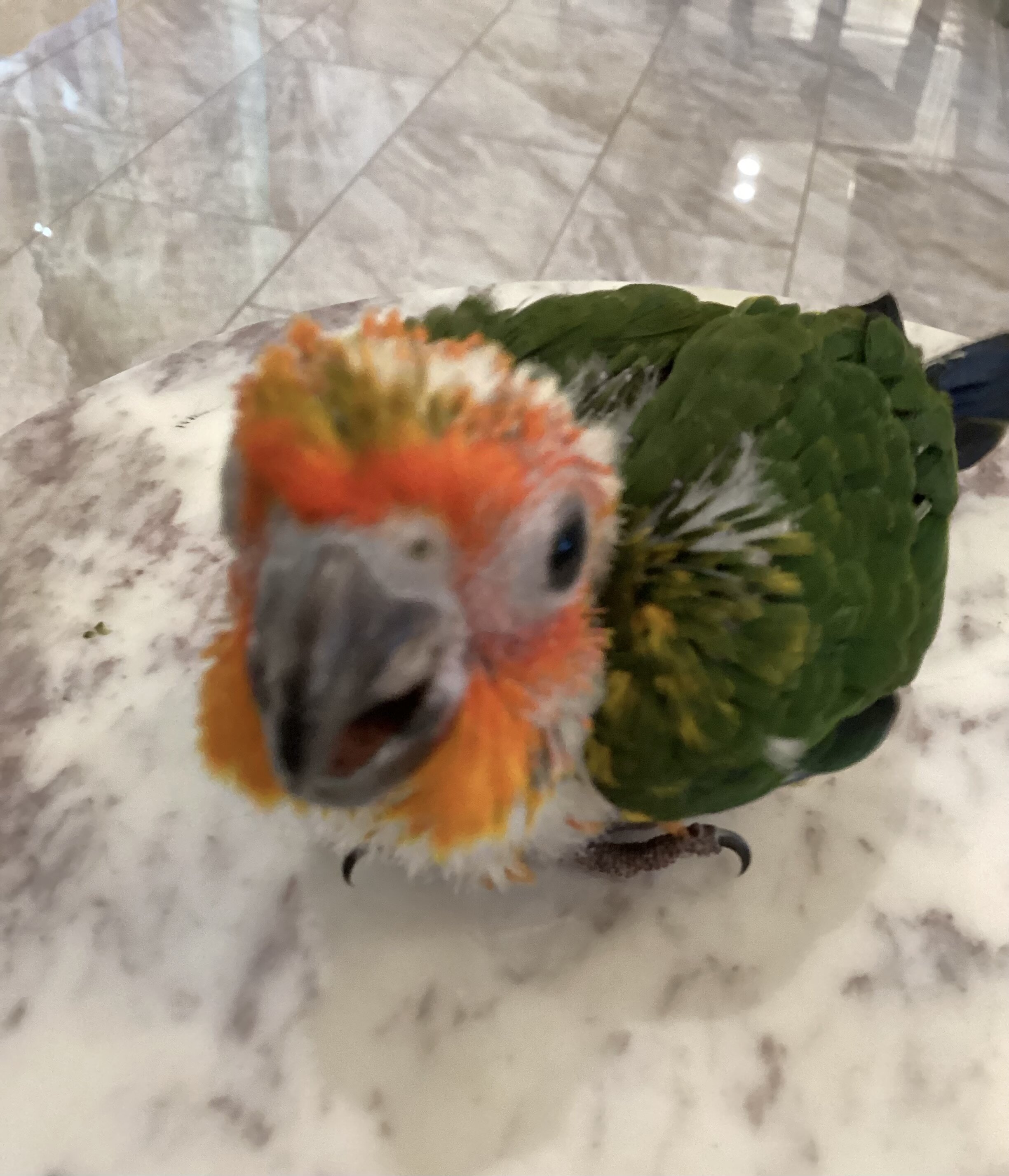 Baby sun conure image 3