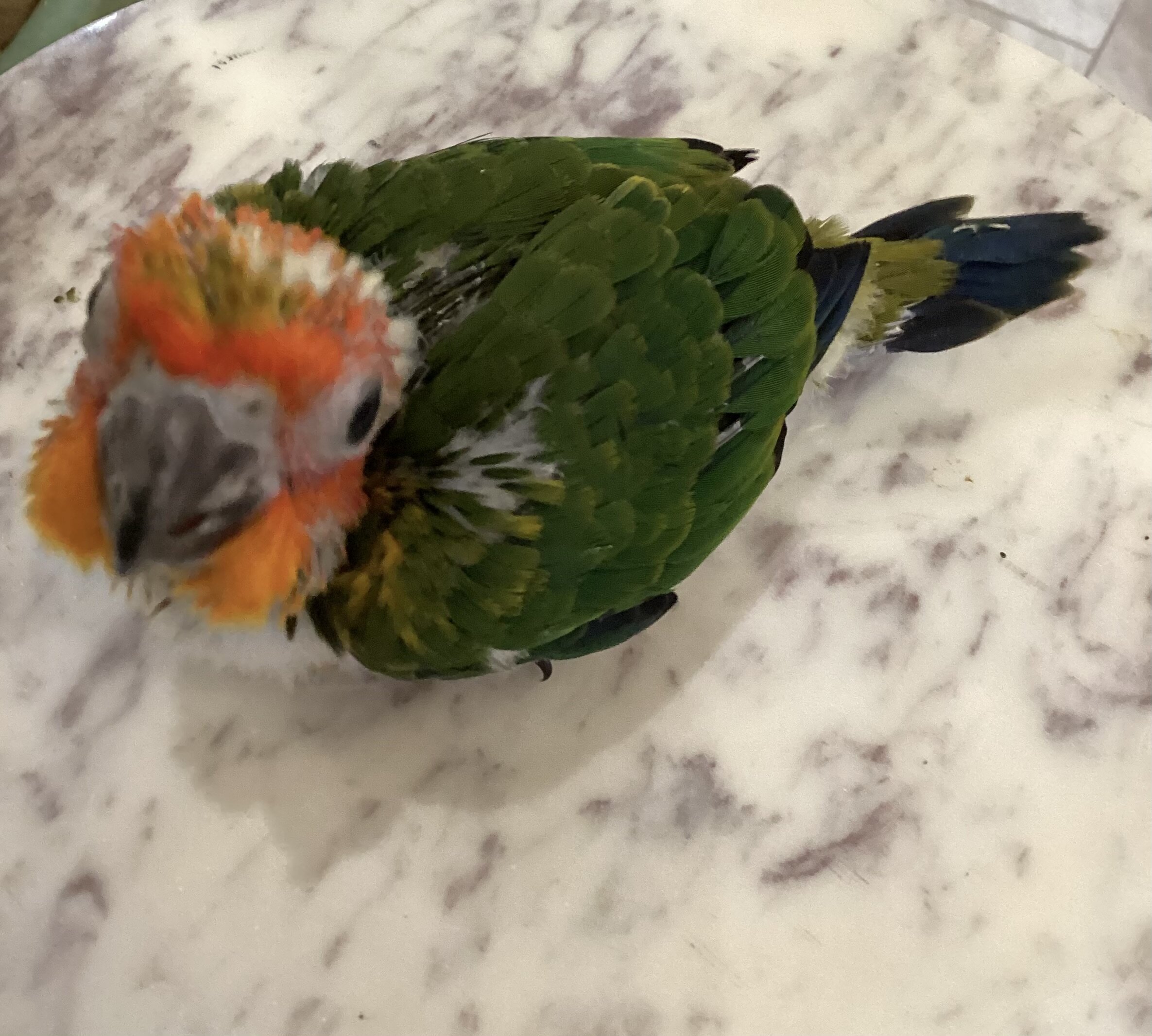 Baby sun conure image 4