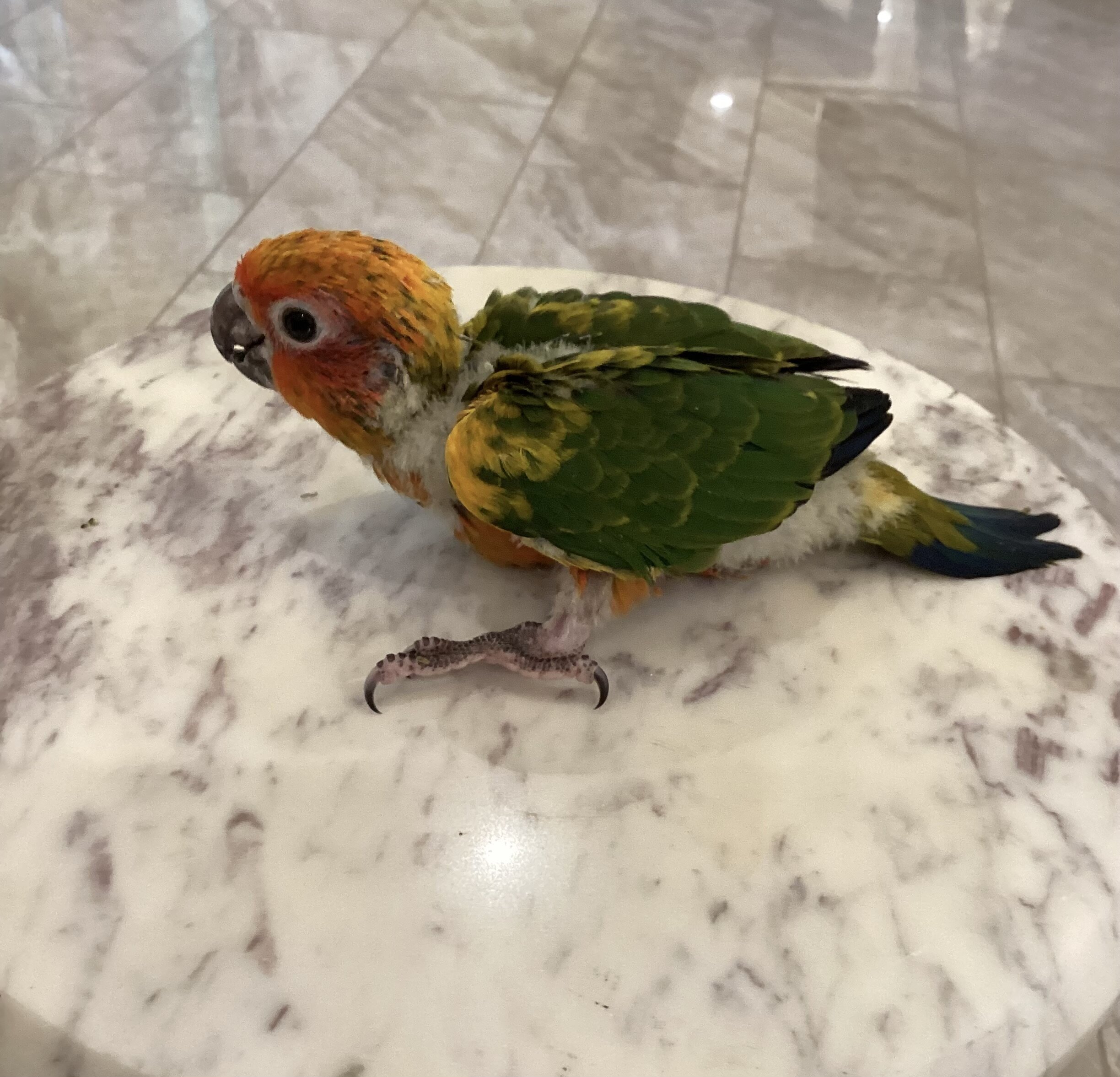Baby sun conure image 5