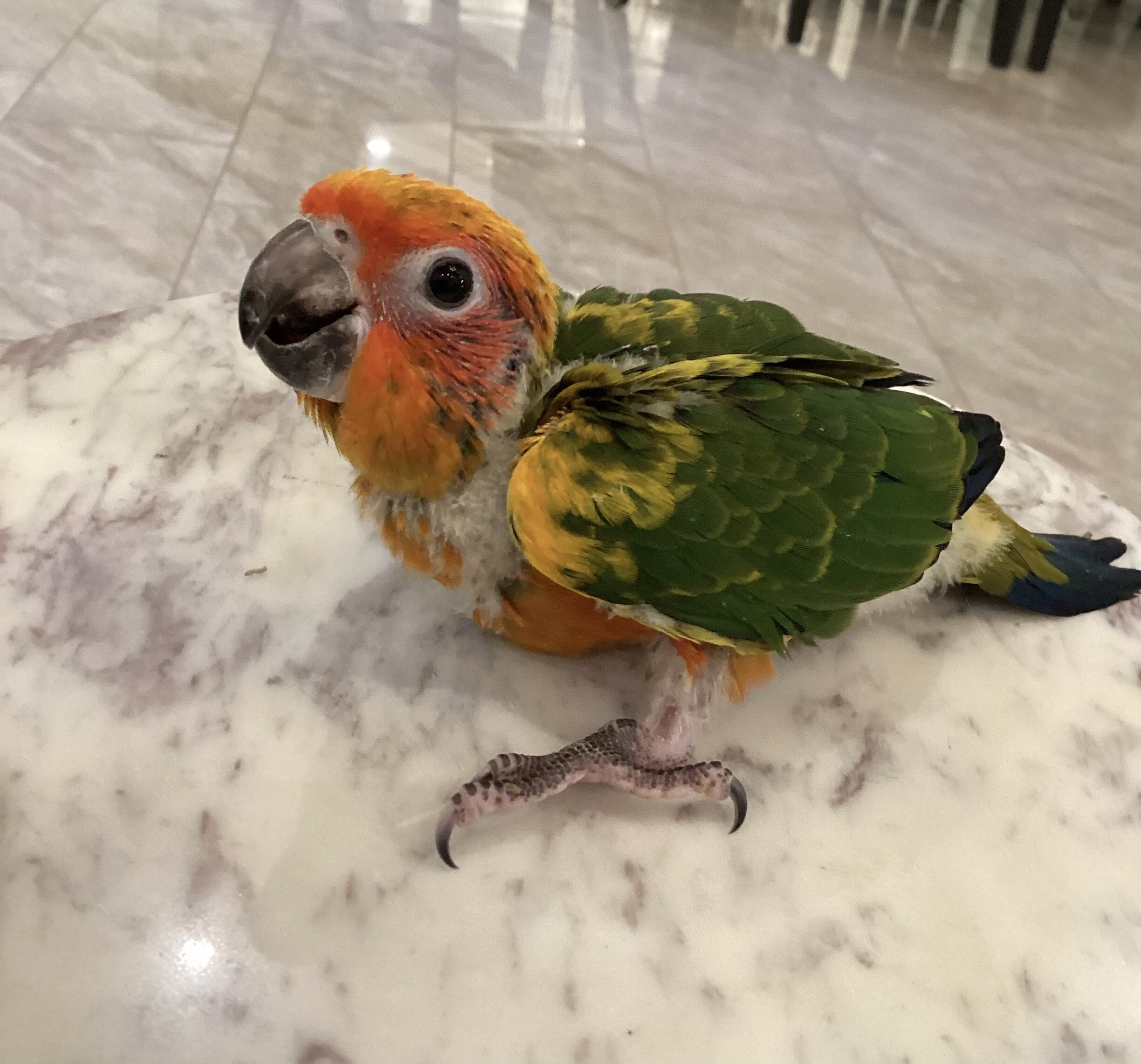 Baby sun conure image 6