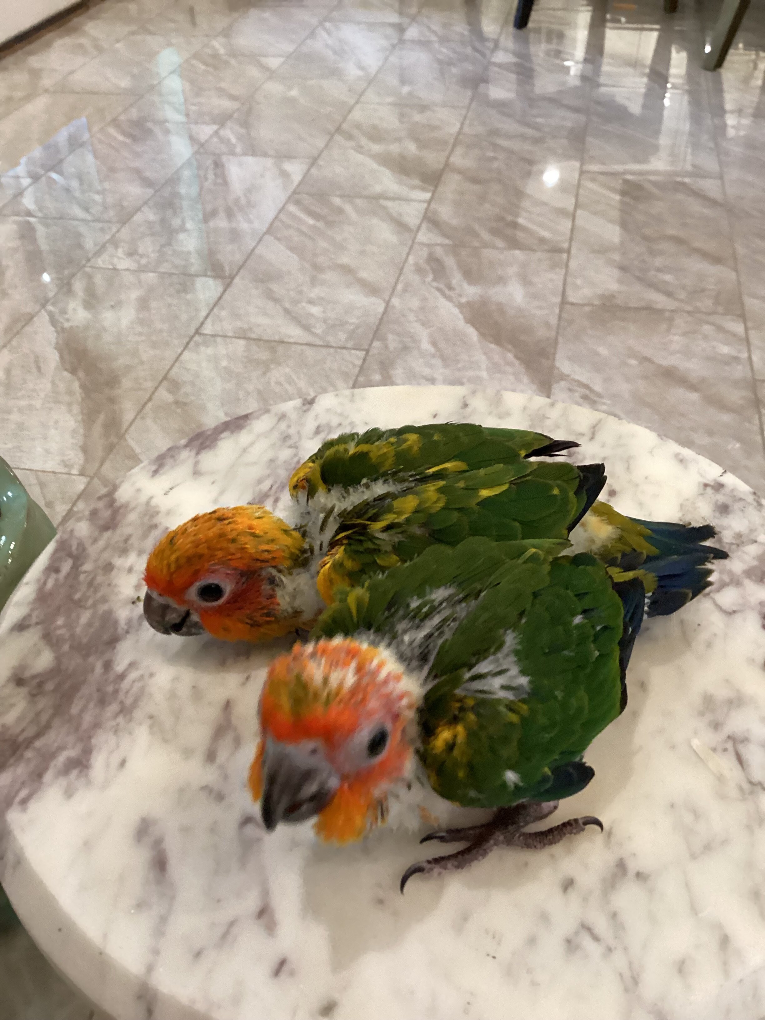 Baby sun conure image 9