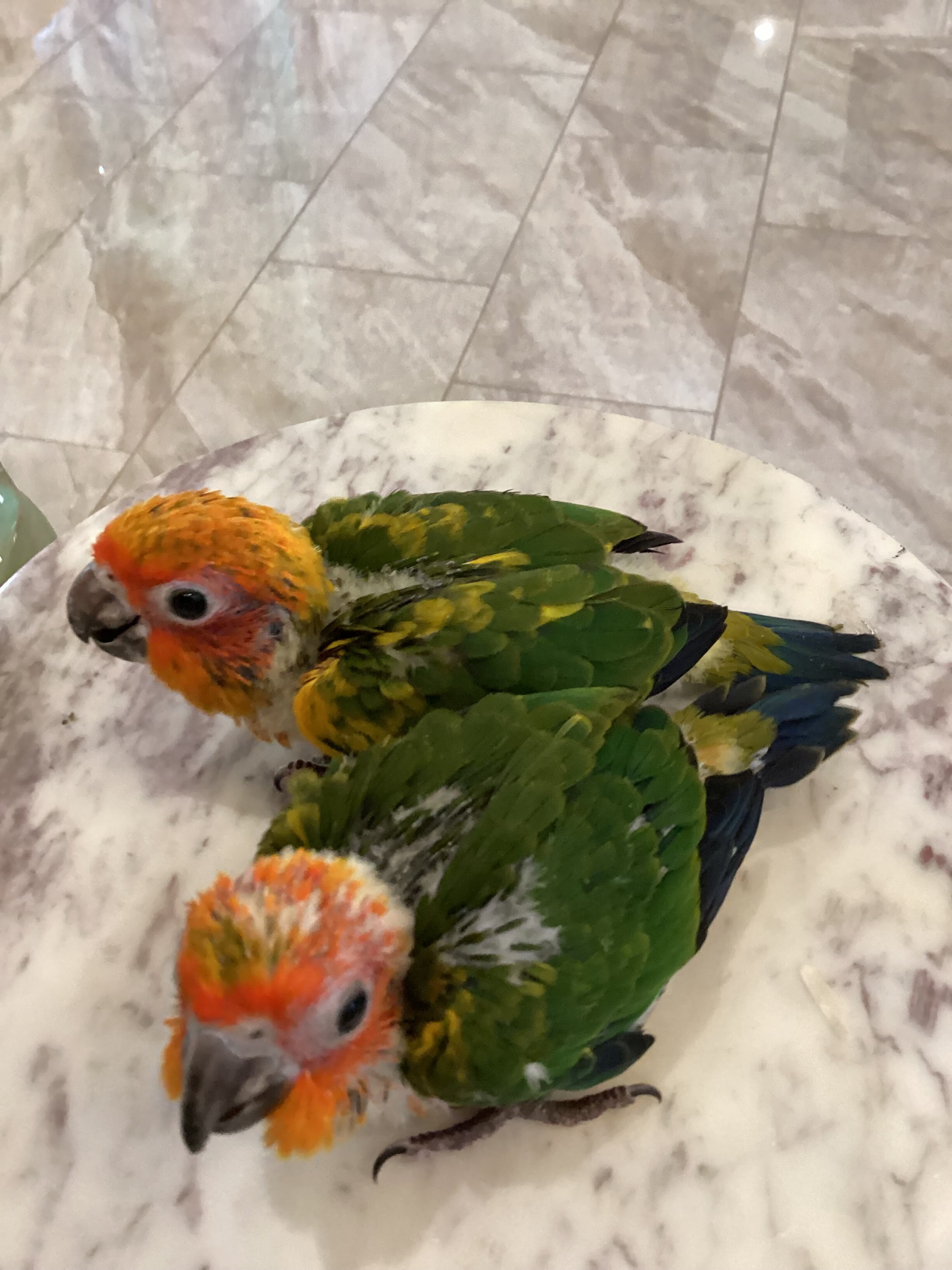 Baby sun conure image 8