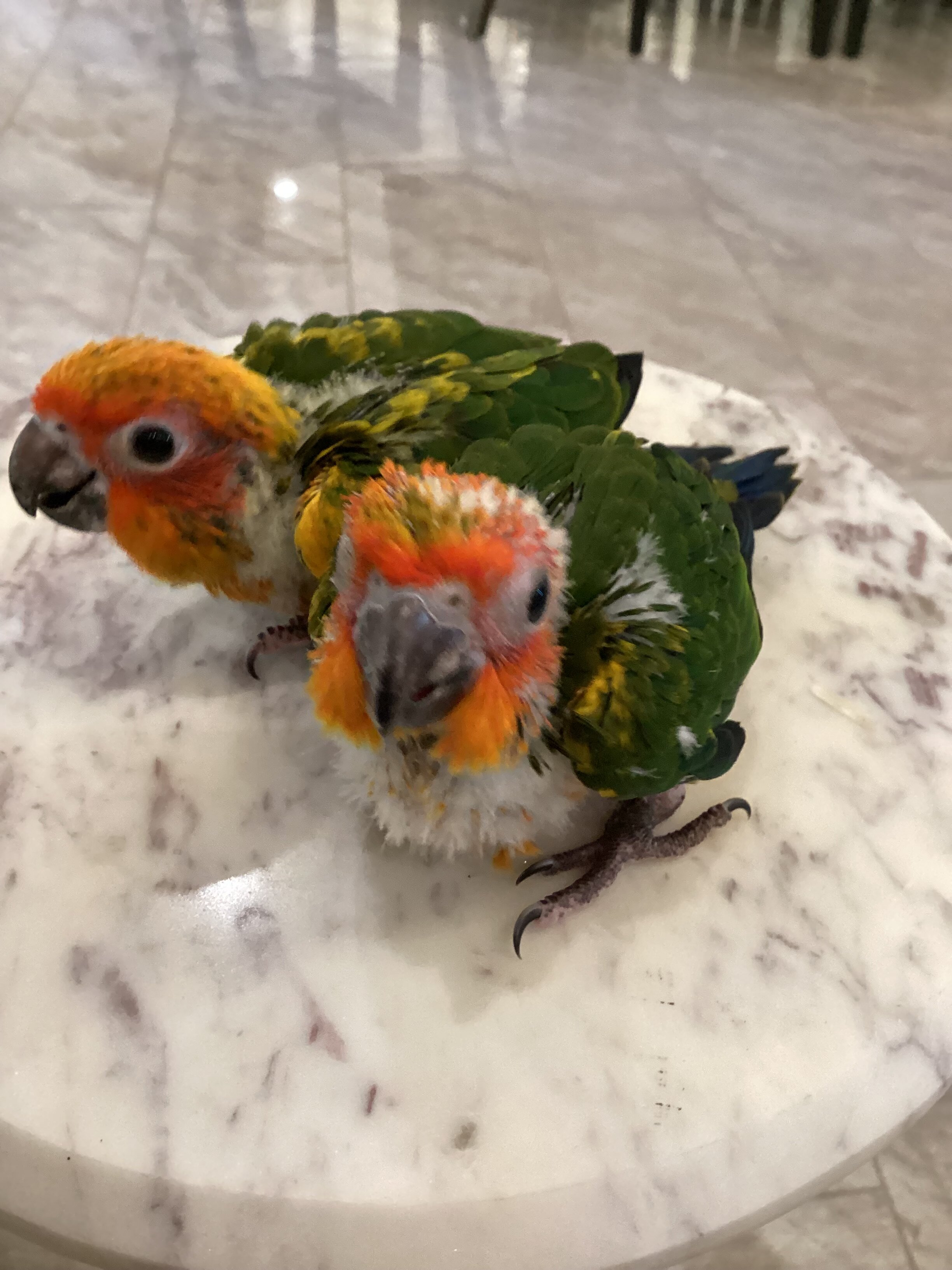 Baby sun conure image 1