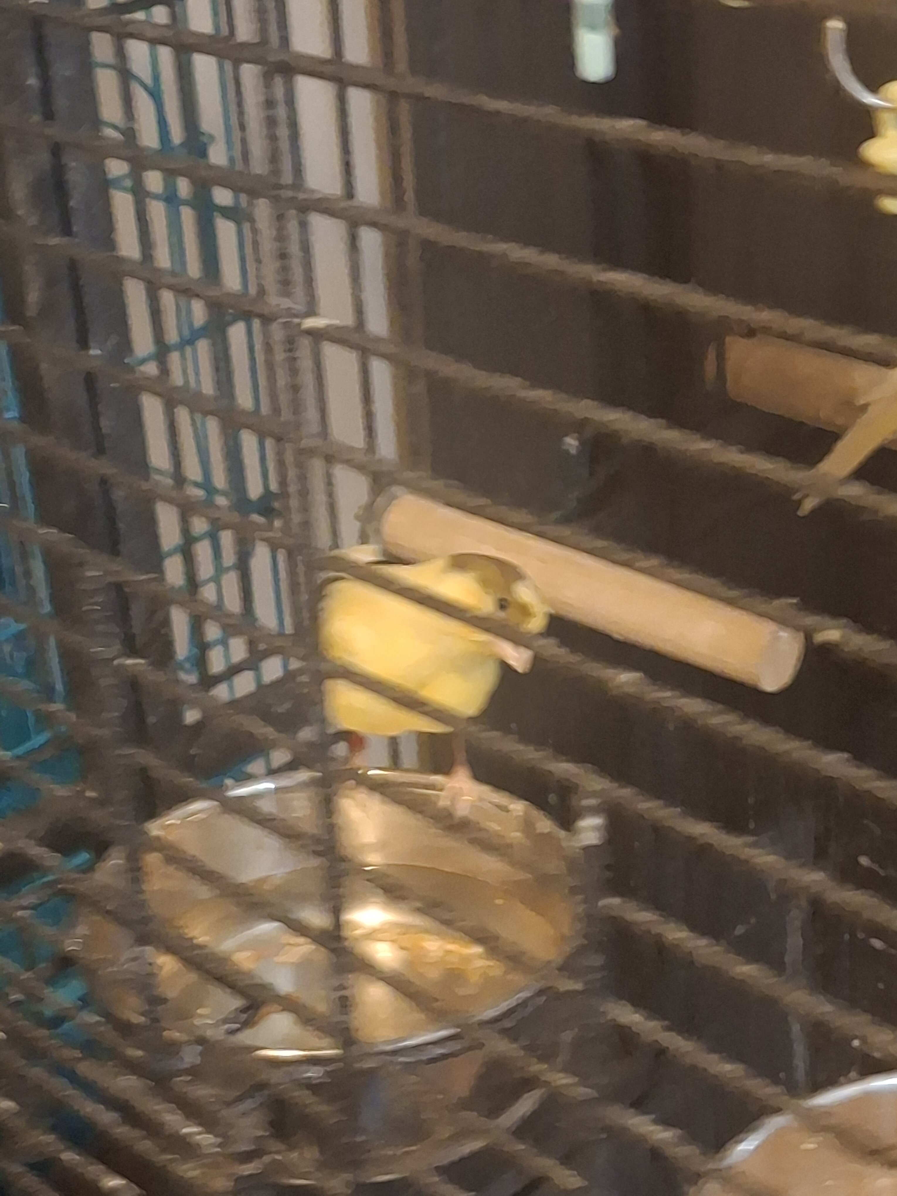 Canarie Birds image 5
