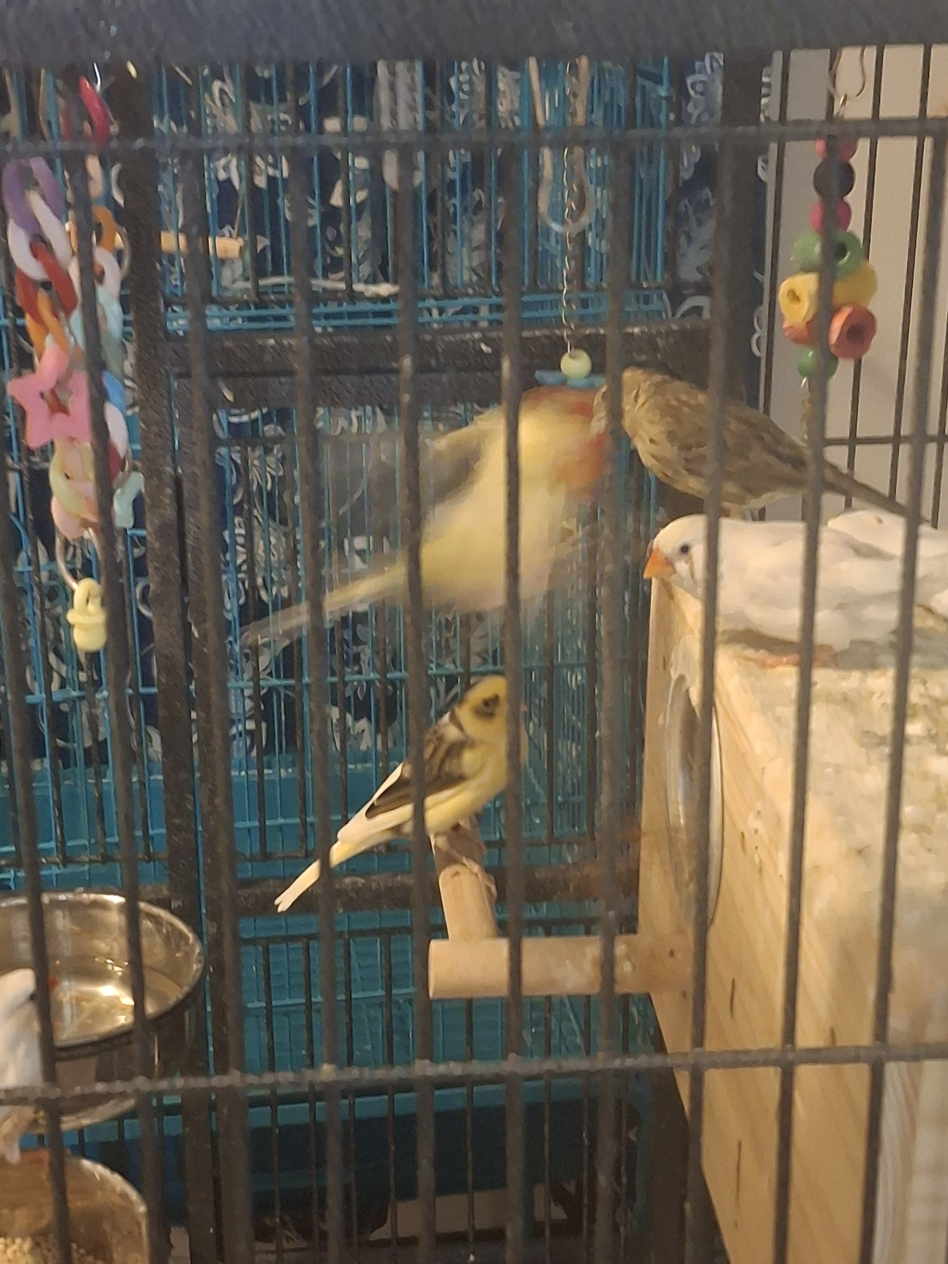 Canarie Birds image 2