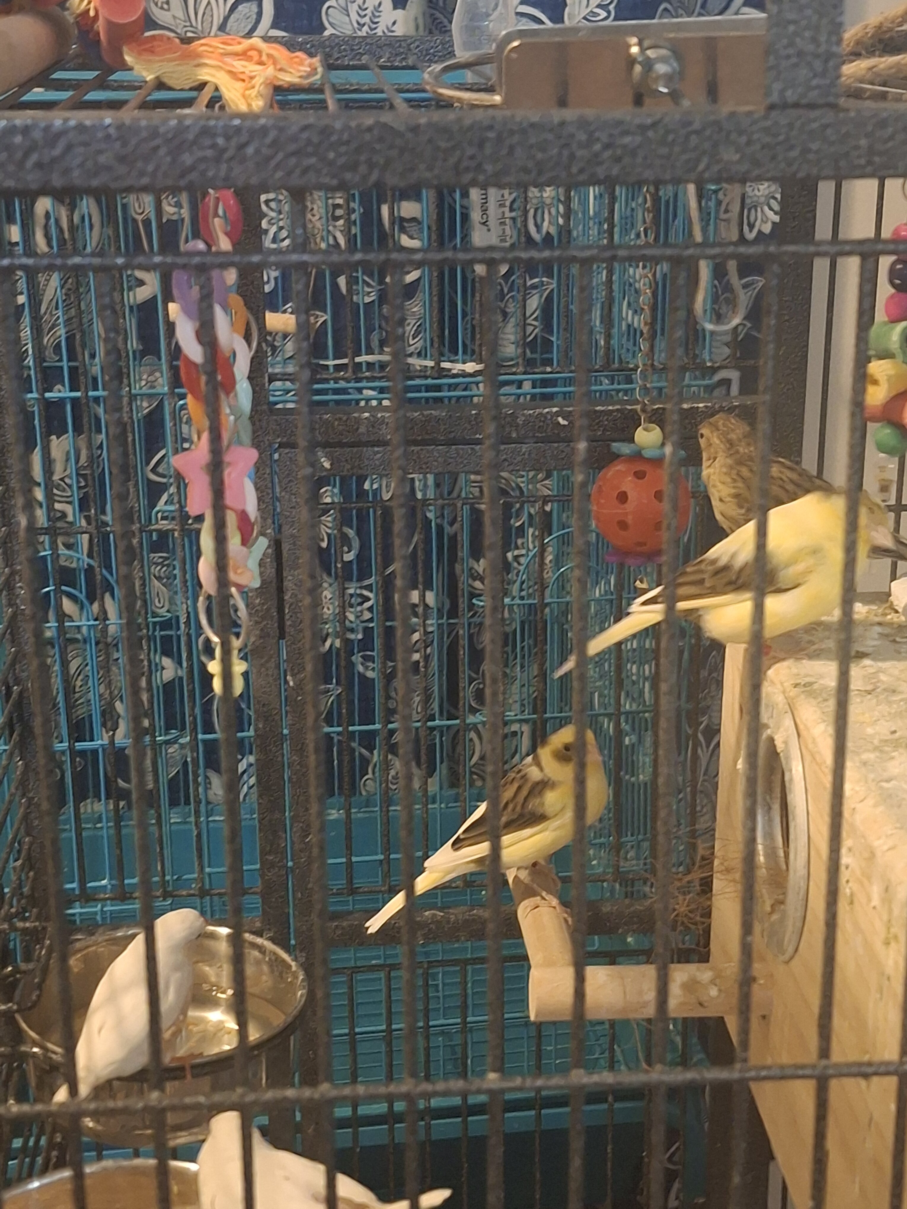 Canarie Birds image 4