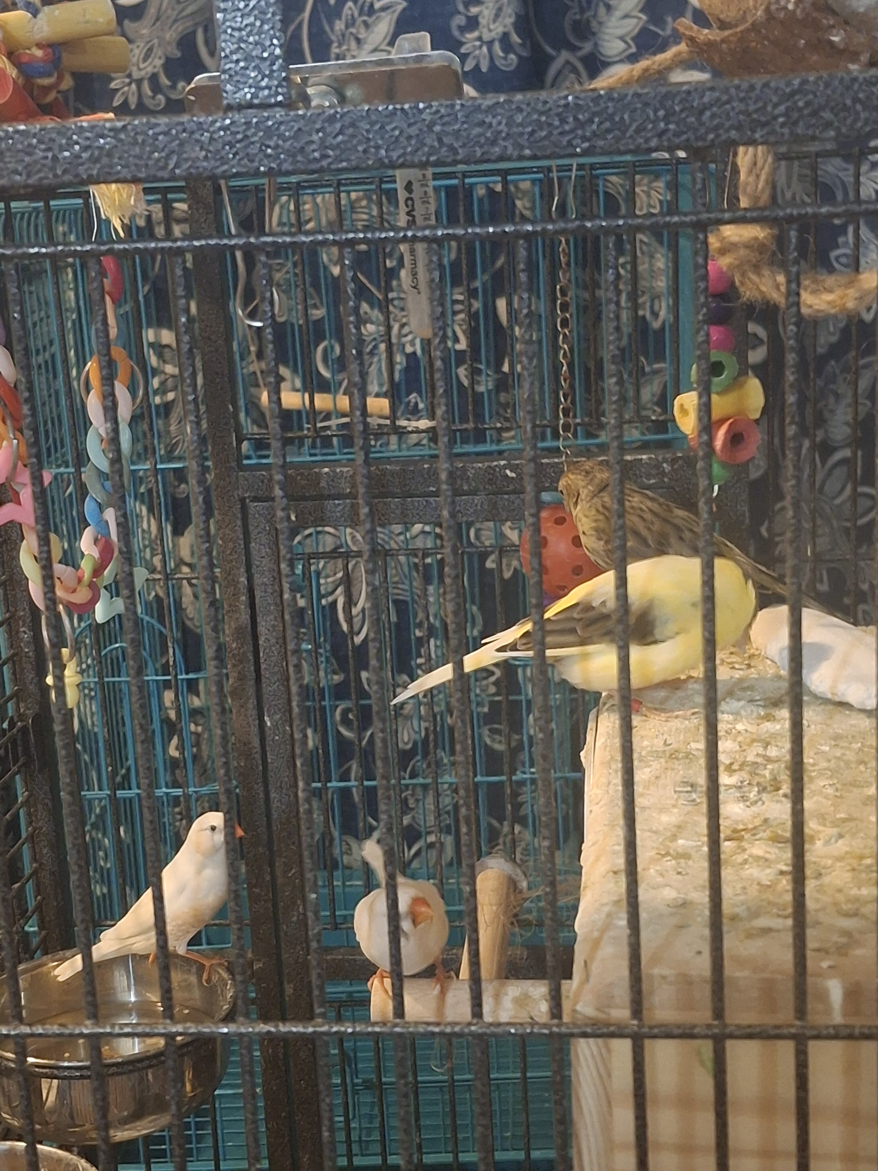 Canarie Birds image 3