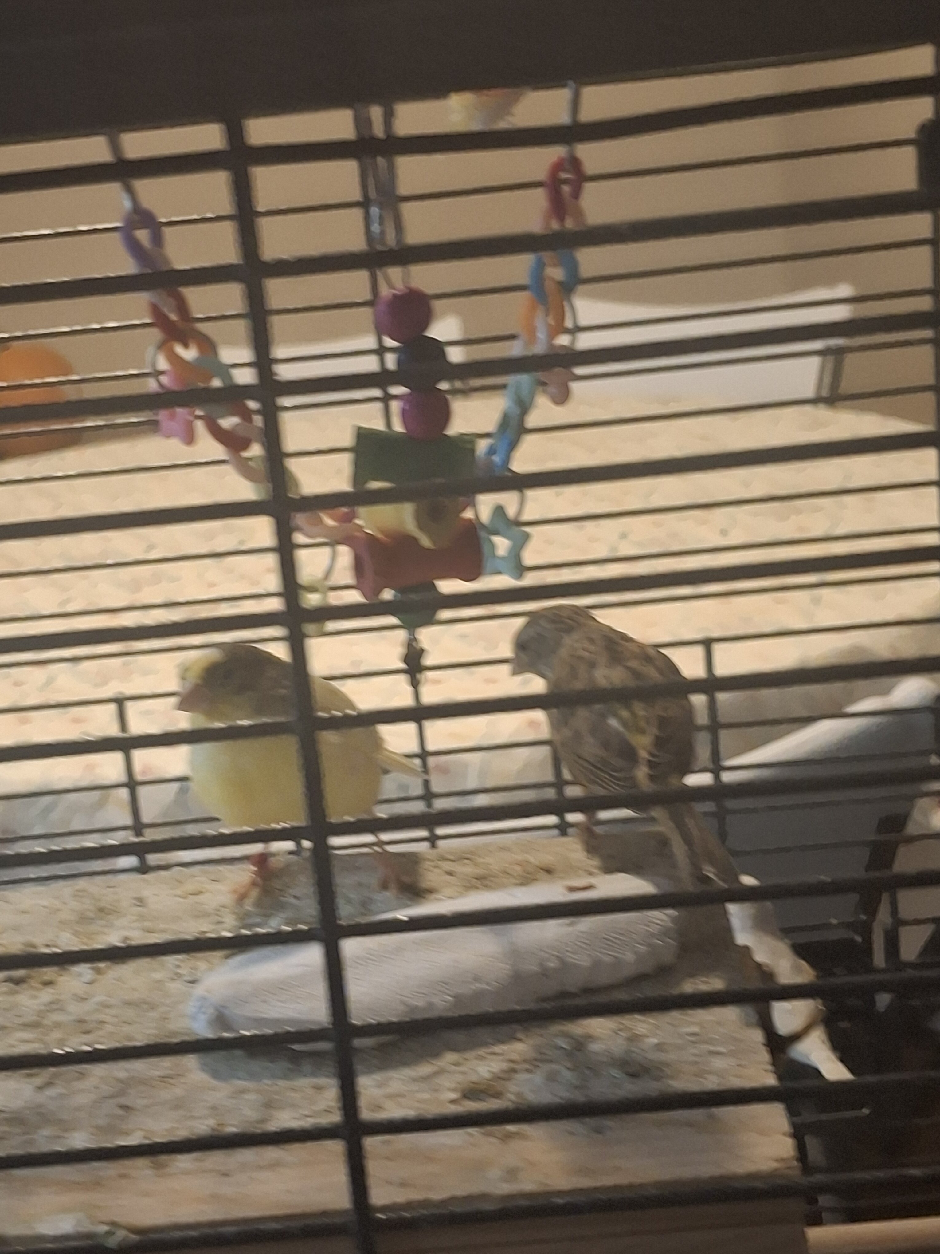 Canarie Birds image 1