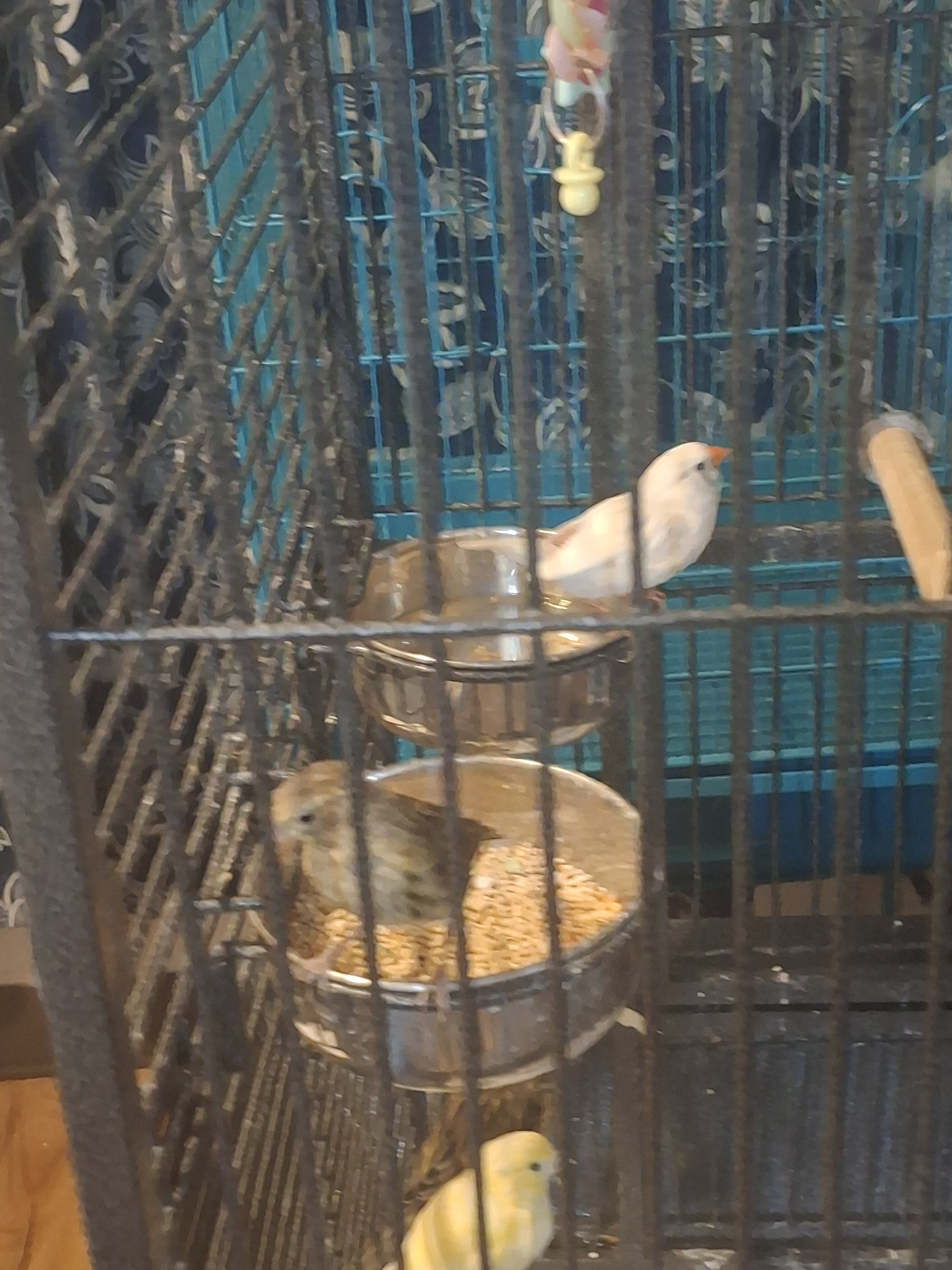Canarie Birds image 6
