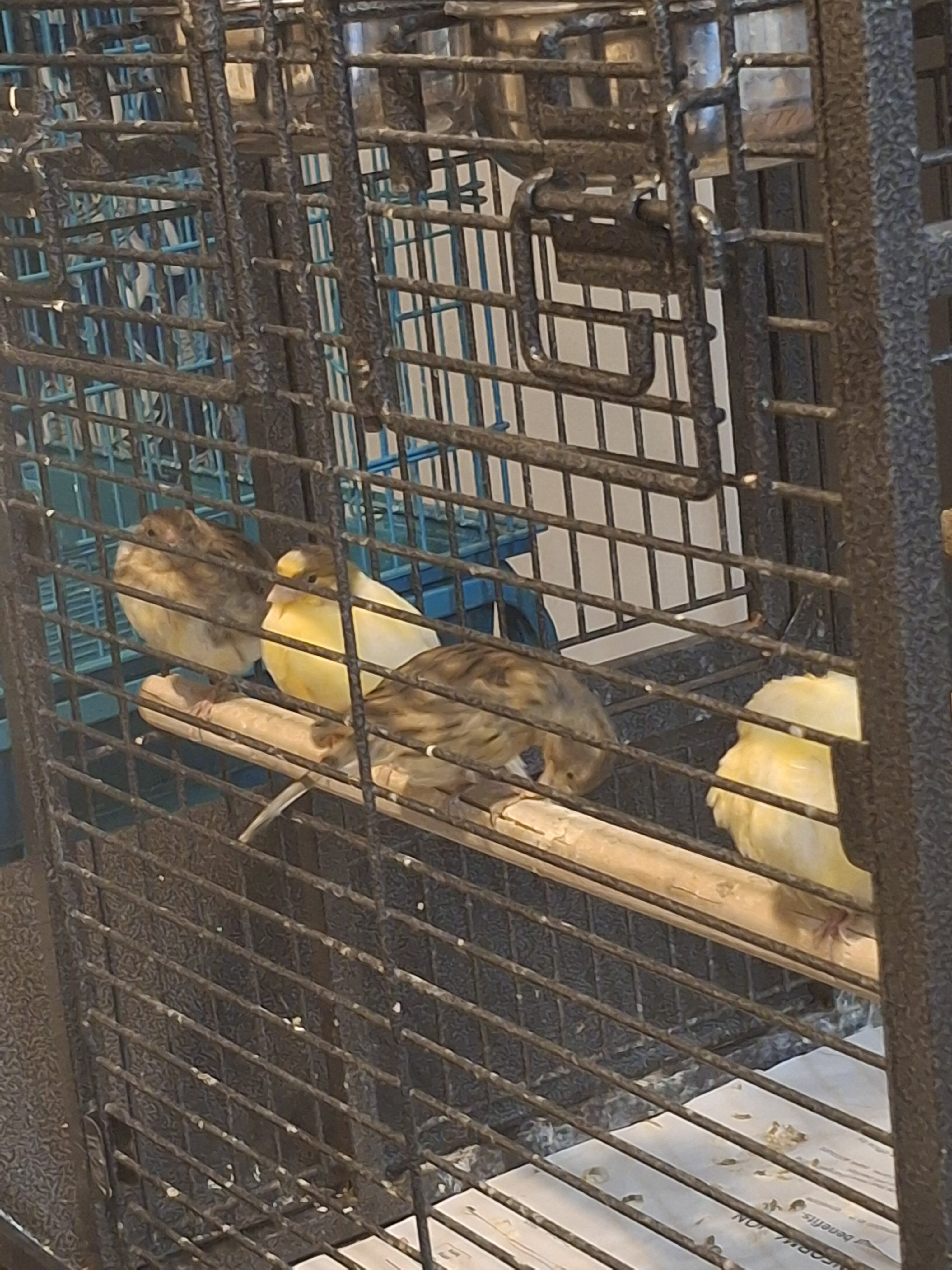 Canarie Birds image 7