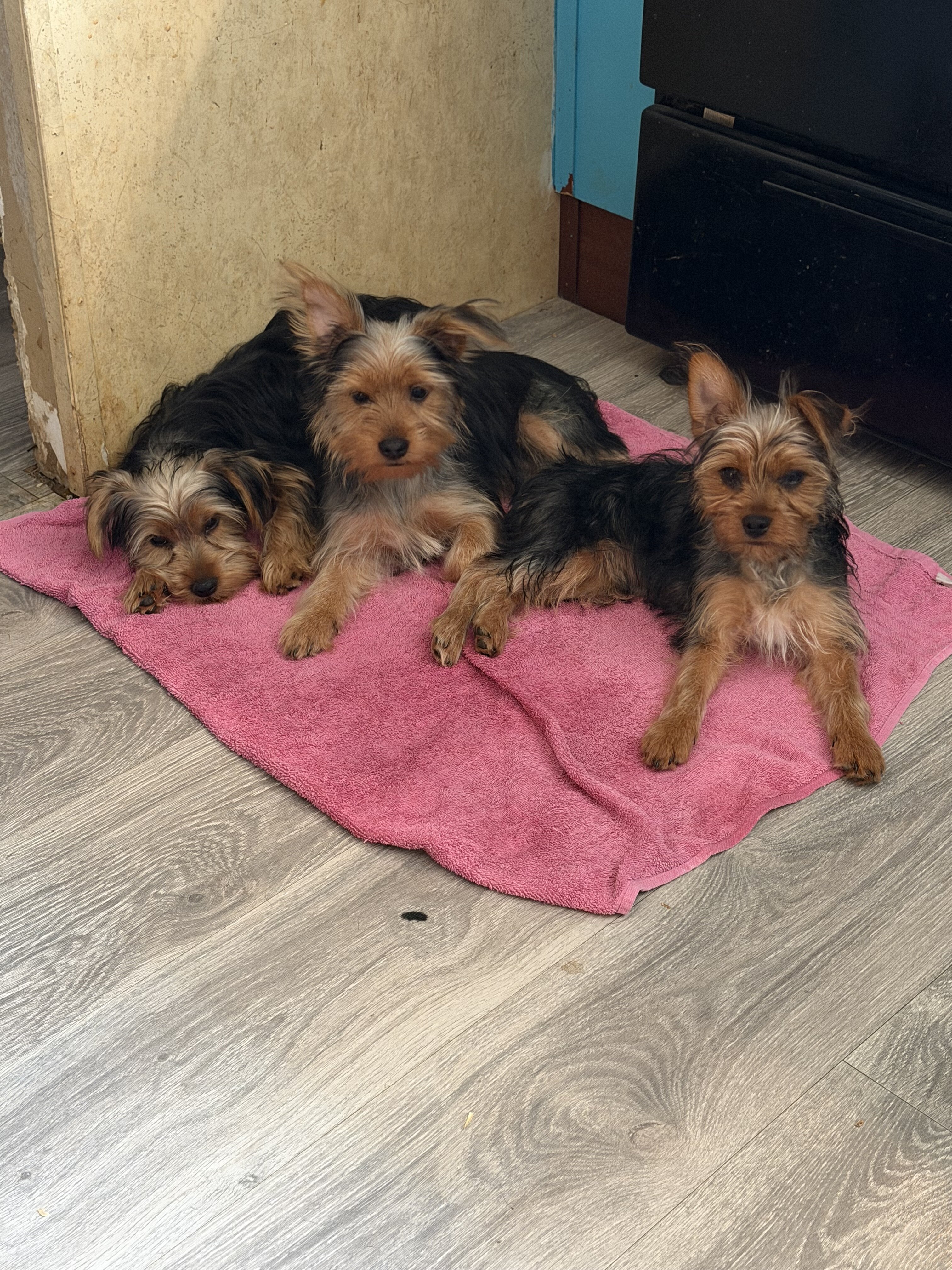 Yorkieshire Terrier image 2